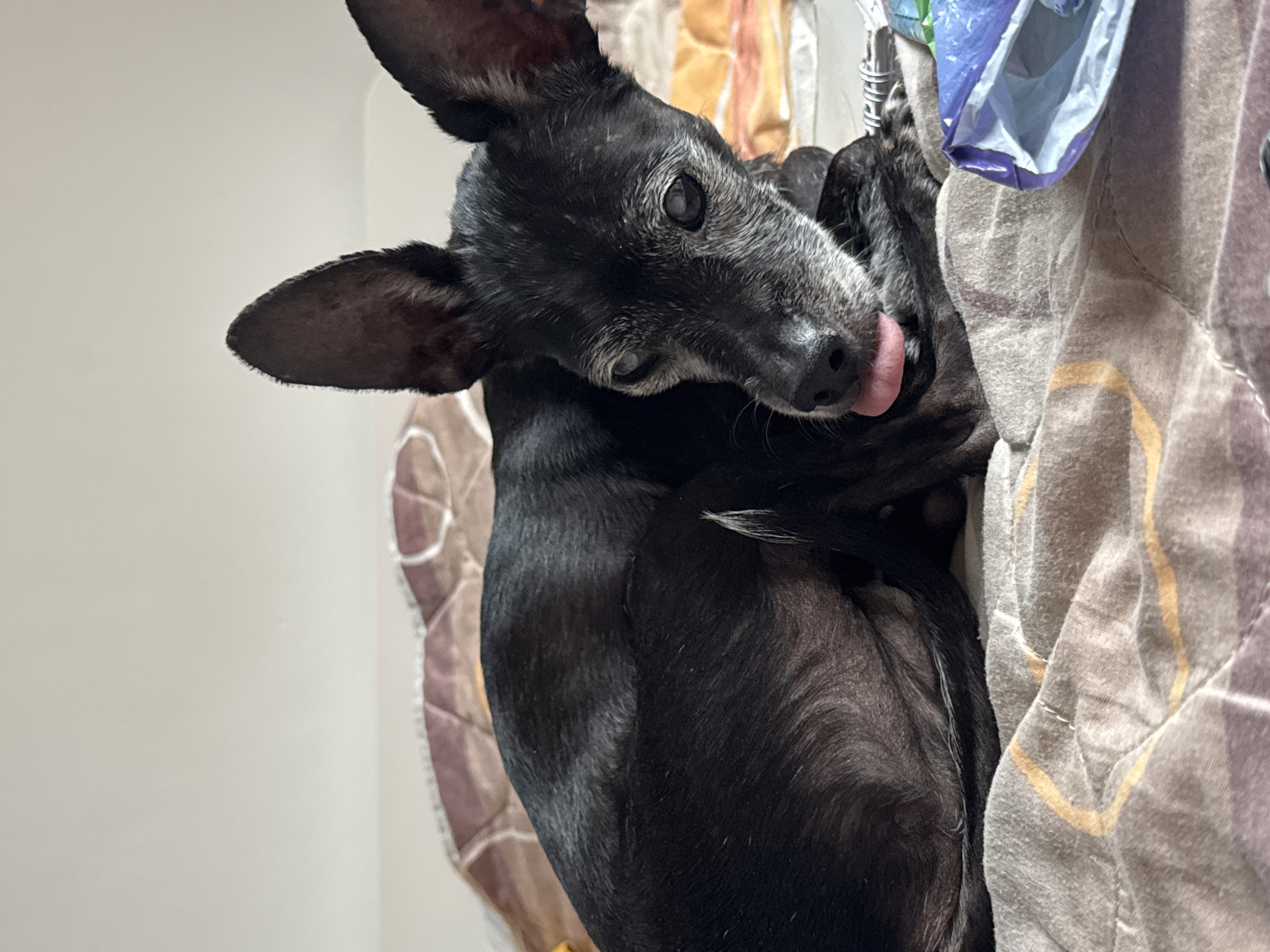 A black dog with large ears and graying fur around its face is lying on a bed with a patterned quilt. The dog's tongue is sticking out slightly. The background is a plain wall. The scene appears to be indoors, likely in a bedroom, and no specific location in Plovdiv, Bulgaria, can be identified from the image.