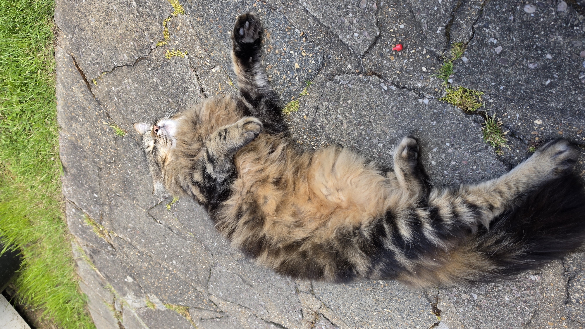 A medium-sized, long-haired cat lies on its back on a cracked concrete surface, with its tail extending toward the lower right corner. The cat is brown, tan, and black with black stripes. Its face is visible with closed eyes, and one paw is raised in the air. Green grass is visible on the left edge of the image, and small weeds grow in the cracks of the concrete. A small red object is visible near the cat's raised paw. The scene appears to be outdoors.