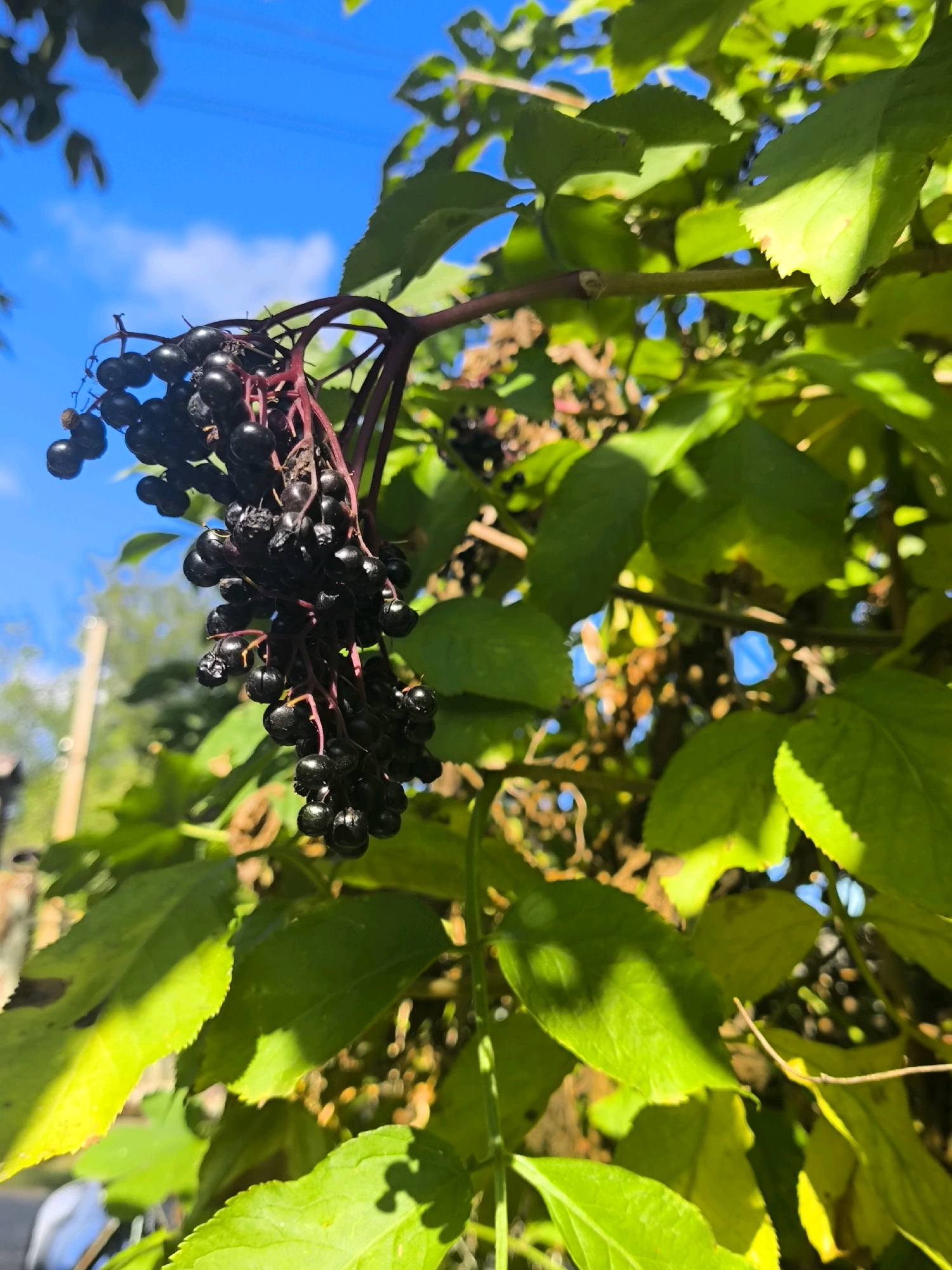 A close-up, eye-level, outdoor shot captures a cluster of dark, ripe elderberries hanging from a branch. The berries are deep purple-black, round, and grouped in a pendant shape, with some appearing slightly shriveled. The stems supporting the berries are a reddish-brown color. The background is dominated by vibrant green leaves, dappled with sunlight and casting shadows. In the upper portion of the image, a bright blue sky with a few wispy white clouds is visible through gaps in the foliage. The overall scene suggests a natural setting, likely during the day. There are no people or animals present. The location is identified as Anastasivka, Ukraine.