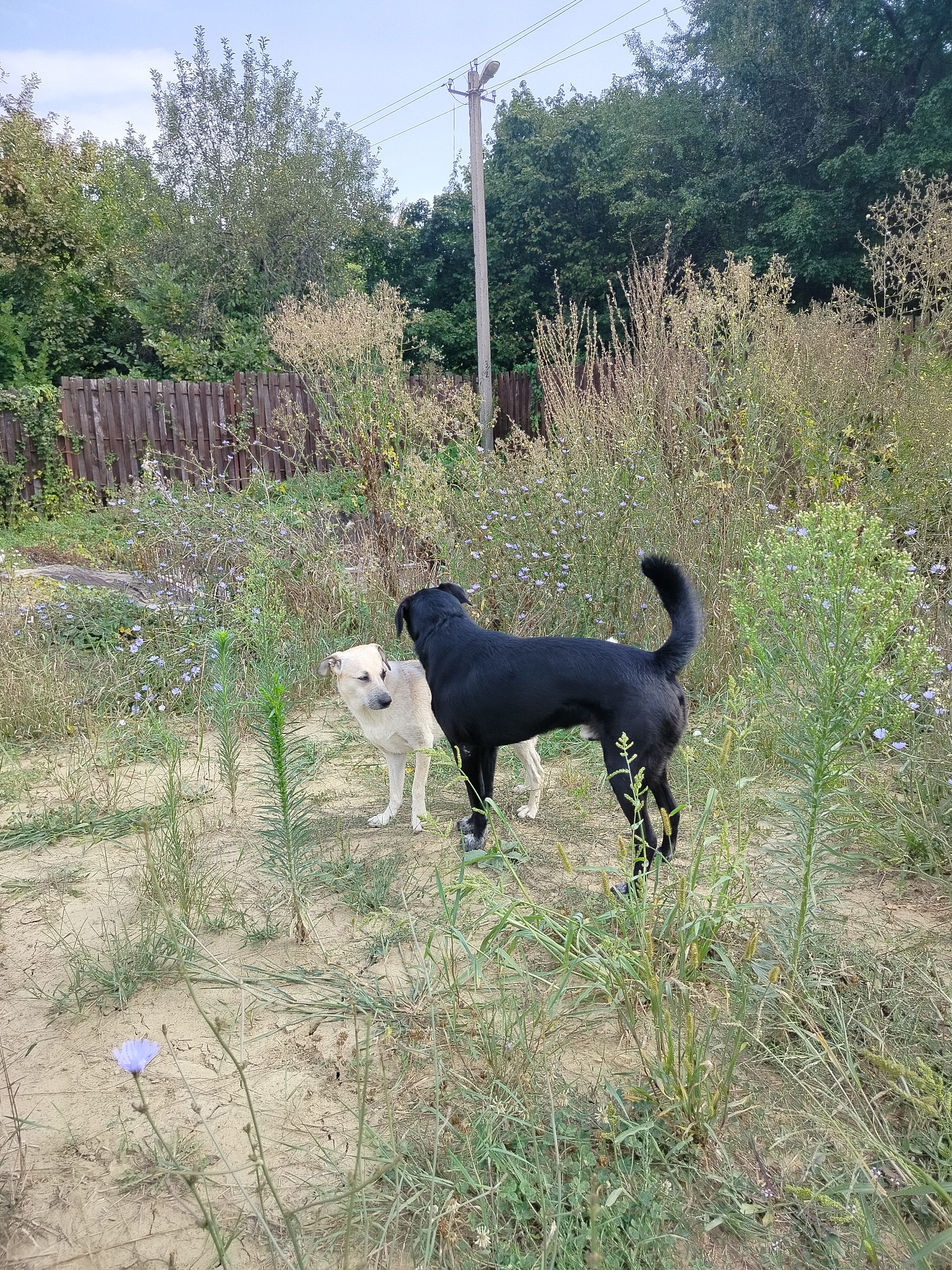 In an outdoor, overgrown setting with a wooden fence and trees in the background, two dogs are present. A light-colored dog stands on the left facing the viewer, while a black dog stands to its right, facing away. The ground is sandy with sparse vegetation, including tall grasses and some small blue flowers. A utility pole with wires is visible in the upper portion of the image.