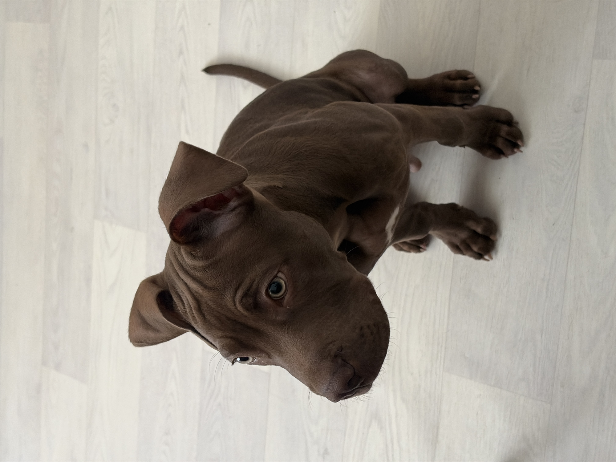 A young, brown-colored dog, likely a pit bull puppy, is sitting on a light-colored, wood-plank floor. The puppy is positioned in the center of the frame, facing to the left of the image. Its ears are perked up, and its eyes are looking upwards and to the left. The floor has a wood grain pattern and appears to be indoors, possibly in a residential setting. No specific location in the city of Chaikovsky, Russia can be determined from the image.