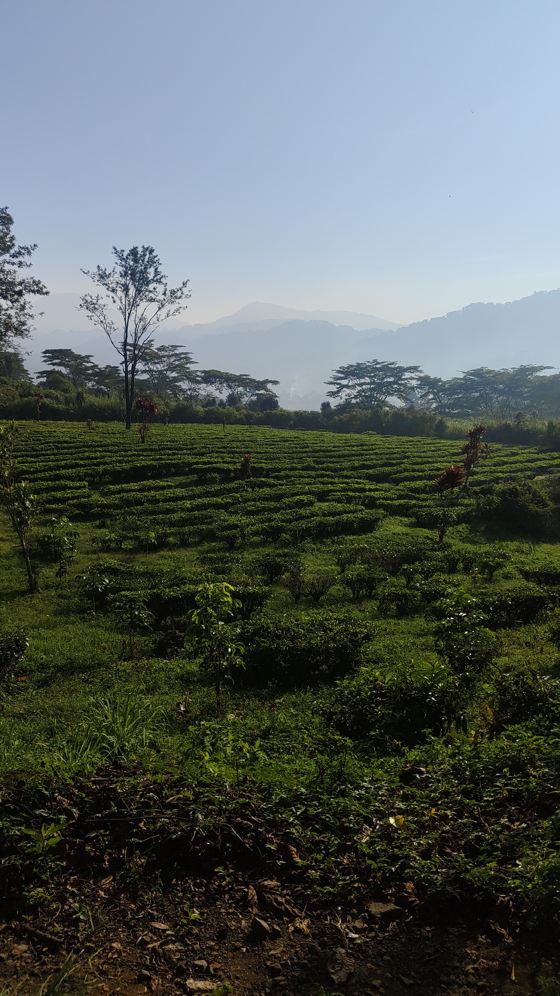 This is a full-frame, vertical, outdoor photograph of a terraced tea plantation in Cisarua, Indonesia. The image depicts a landscape bathed in the soft light of either early morning or late afternoon. The sky is a pale, clear blue, with a few distant, hazy mountain ranges fading into the horizon.
The foreground is dominated by the lush green tea bushes, meticulously arranged in neat, horizontal rows that ascend the gentle slope of the terrain. The terraces create a visually striking pattern, emphasizing the cultivated nature of the landscape. Scattered amongst the tea bushes are occasional taller plants or trees, adding variety to the greenery. To the far left and right edges, more densely packed foliage and some dry leaves on the ground suggest the edges of the plantation or surrounding vegetation.
In the middle ground, a single, tall, bare-branched tree stands prominently against the backdrop of the tea fields and distant mountains. Its stark silhouette provides a vertical counterpoint to the horizontal lines of the plantation. Beyond the tea fields, a line of trees forms a natural border, their forms softened by atmospheric perspective.
The overall impression is one of tranquility and natural beauty, characteristic of a rural or agricultural setting in a tropical region. There are no people visible in the photograph, nor any specific actions or interactions taking place. The focus is solely on the expansive, ordered landscape of the tea plantation.