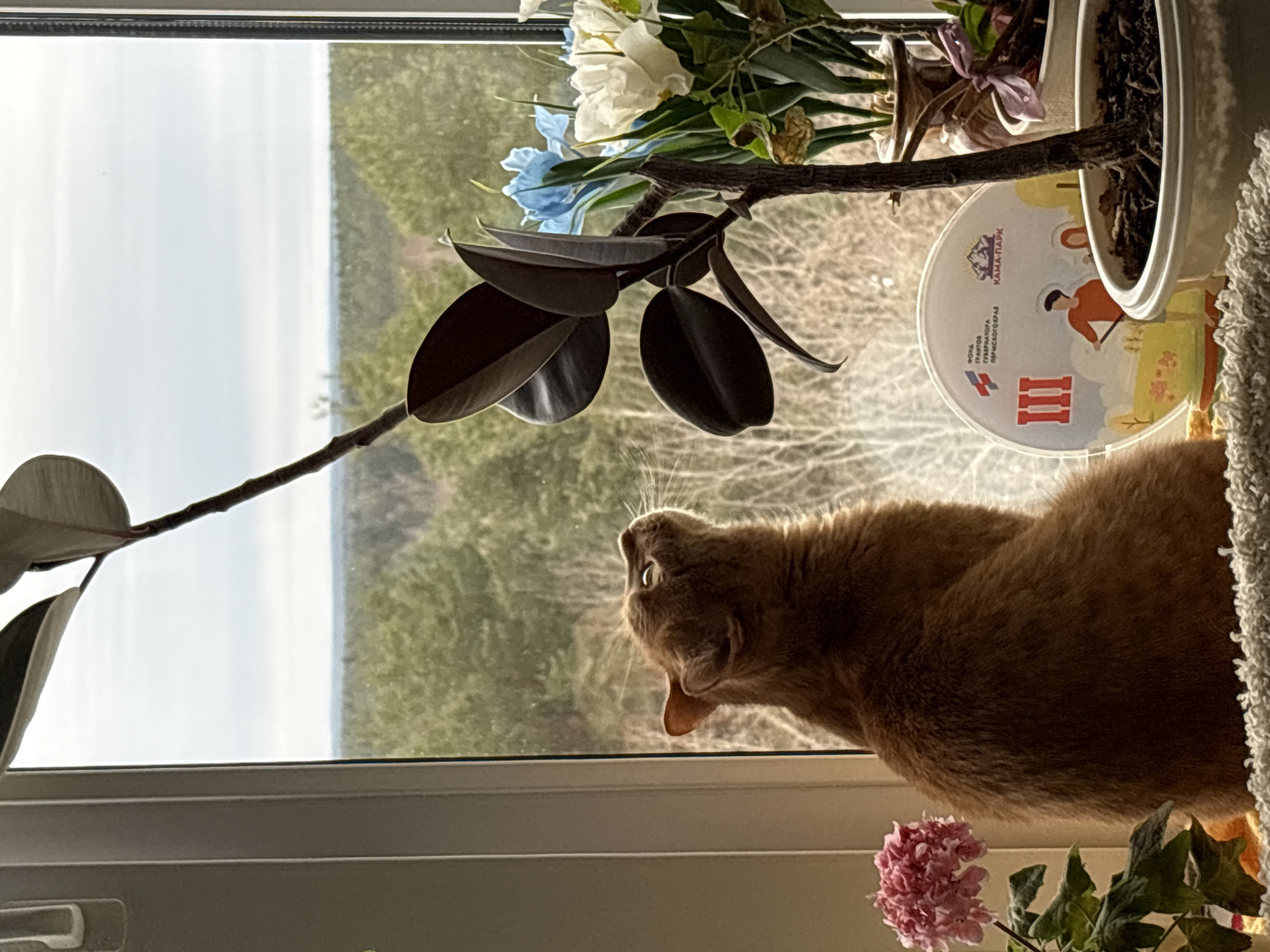 An orange cat is perched on a windowsill, its gaze directed towards the outdoors. Various plants, including a rubber plant with dark, glossy leaves and flowering plants with white, blue, and pink blossoms, surround the cat. A white container with an image of a man standing by a mountain, labeled "KAMA-PARK," is visible in the background. The view through the window shows a forested landscape under a bright, overcast sky. The location is likely Berezniki, Russia, based on the "KAMA-PARK" label, which references a regional area.