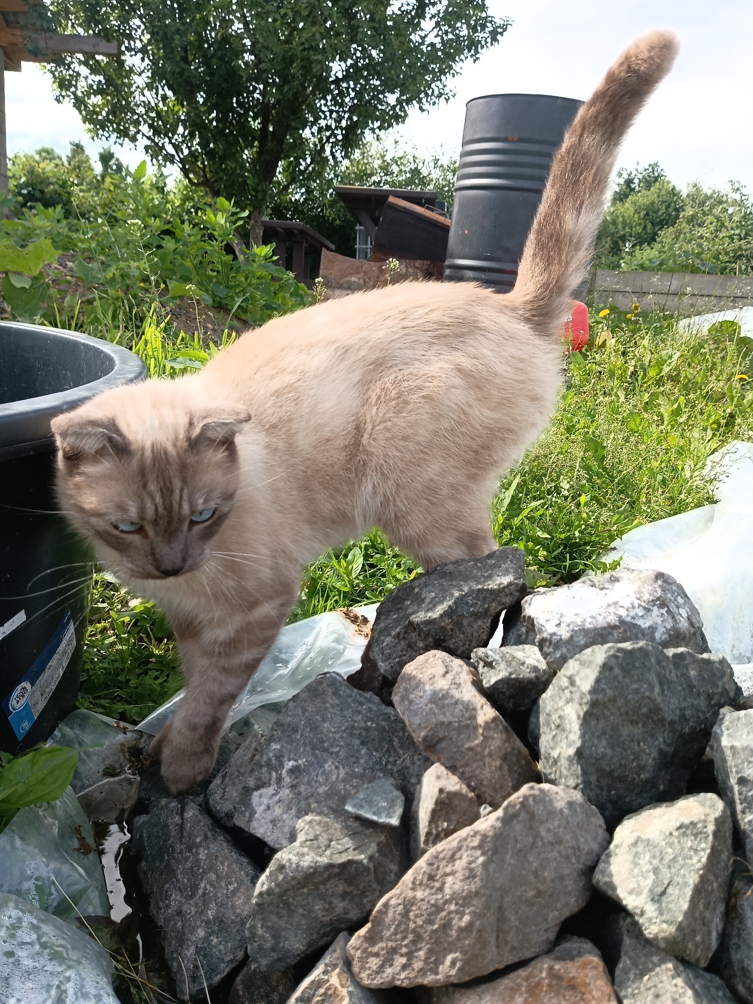 An adult Siamese cat with light brown fur and blue eyes stands in a pile of gray rocks outdoors. The cat is facing left, with its head lowered. In the background, a large black barrel and green trees are visible. The ground is covered with grass and some plastic sheeting. The scene appears to be in a backyard or garden area. There are no people or other animals present. The image was taken in the city of Fokino, Russia.