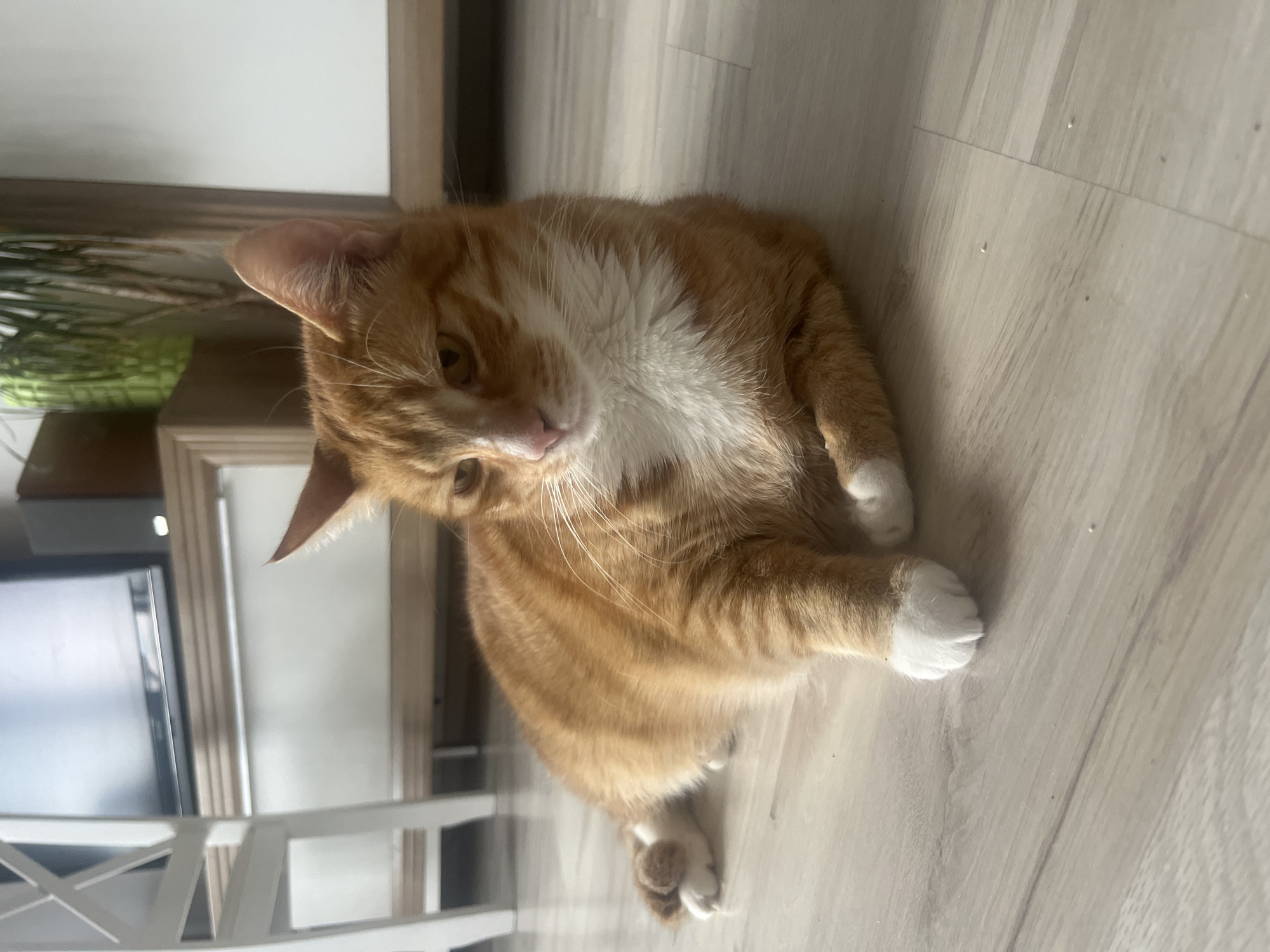 An orange tabby cat with white paws and chest is lying on a light-colored laminate floor. The cat is looking to its left with a slightly squinted expression. In the background, there is a white chair, a wooden cabinet with a television on it, and a green plant. This scene is taking place indoors, in a living room, presumably in Zabrze, Poland.