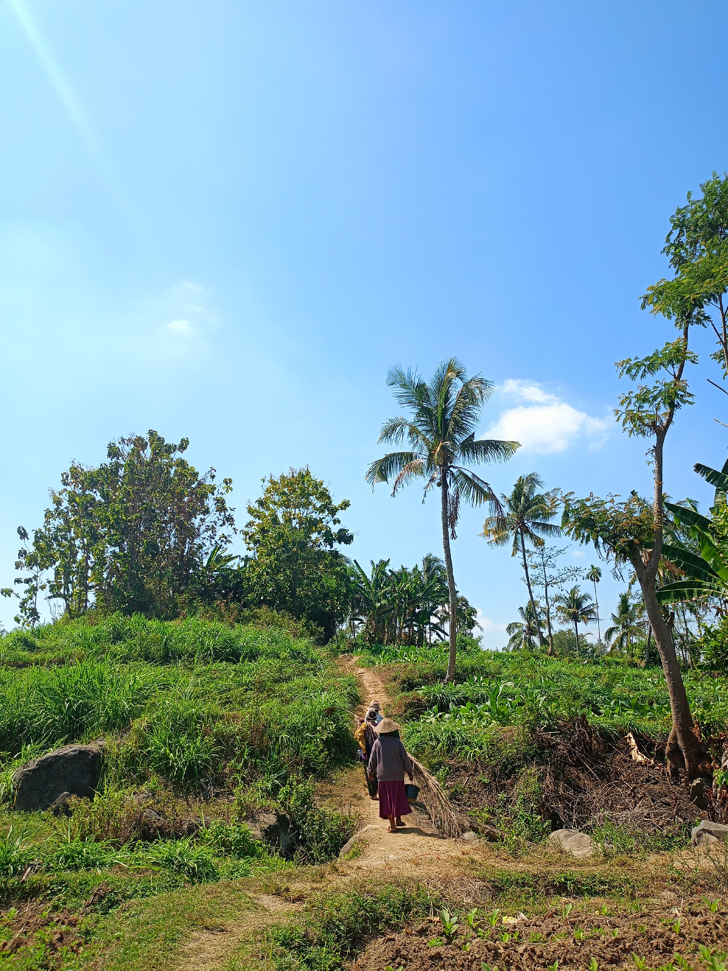 In the rural landscape of Jelbuk, Indonesia, under a bright blue sky with sparse white clouds, two individuals are walking along a dirt path winding uphill through lush green vegetation. The person in the foreground, facing away from the camera, wears a straw conical hat, a dark grey long-sleeved top, and a deep purple skirt. They are carrying a bundle of dry foliage over their right shoulder and a light blue bucket in their left hand. Behind them, another person, also facing away, is similarly dressed and appears to be walking in the same direction. The path is flanked by thick, vibrant green grass, tall trees, and some scattered large rocks. In the background, a variety of trees, including palm trees and banana plants, dot the landscape, suggesting a tropical or subtropical environment. The ground in some areas shows signs of cultivation, with tilled earth visible. The overall scene depicts daily life and agricultural activity in a scenic, rural Indonesian setting.