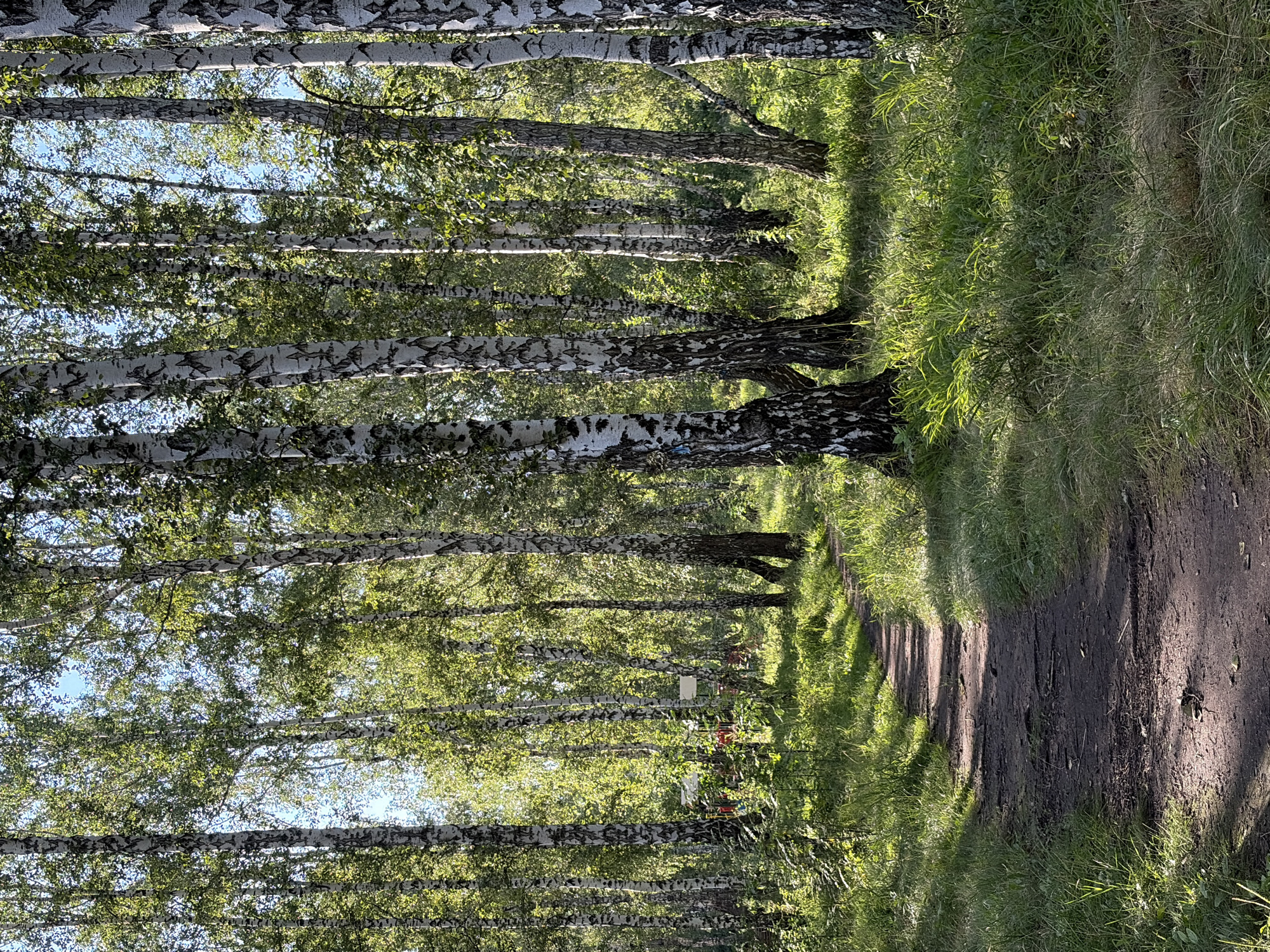 A dirt path winds through a birch forest in Chelyabinsk, Russia. The trees have characteristic white bark with black markings. Sunlight filters through the canopy, dappling the path and the surrounding lush green grass. In the mid-ground, a small, colorful playground structure with red and yellow elements is partially visible amongst the trees. The sky is clear and blue. There are no people or animals visible in the image.