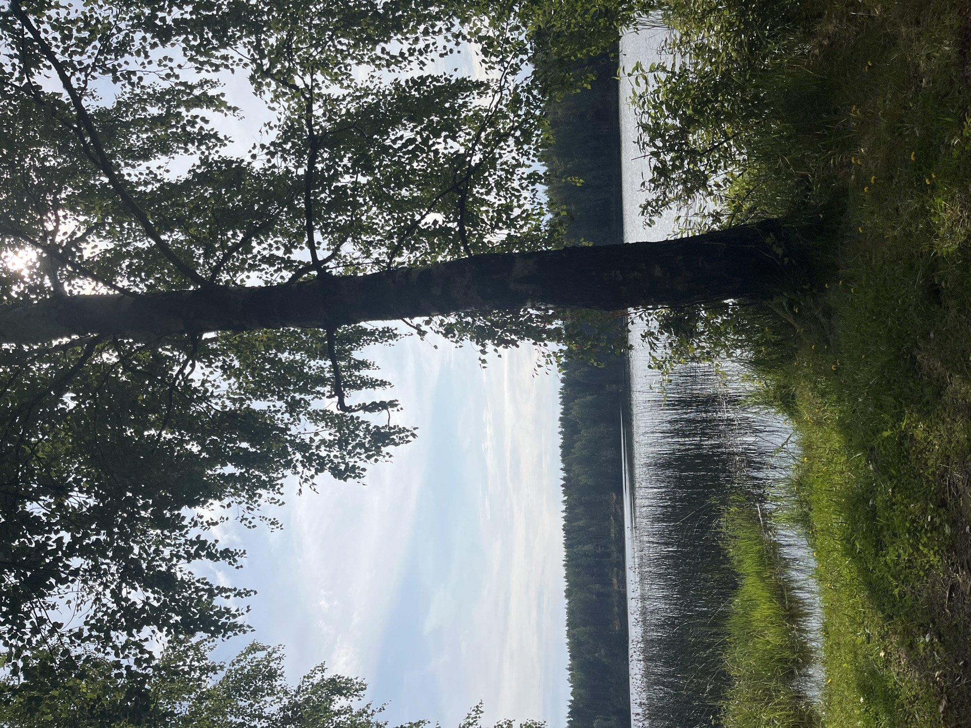 This is a vertical, outdoor, daytime photograph taken at a lake in Pillapalu, Estonia. In the foreground, lush green grass and some small yellow wildflowers are visible on a path. To the right and center, a large birch tree with dark bark stands tall, its leaves creating a dappled shade. Beyond the tree, the tranquil surface of a lake stretches out, reflecting the bright sky. Along the lake's edge, tall, dark reeds grow in dense clusters. In the distance, a thick, dark green forest forms a continuous line across the horizon. The sky above is a pale blue with scattered, wispy white clouds. The sun is visible, partially obscured by the tree's foliage, casting bright rays through the leaves. The overall impression is a serene and natural lakeside environment.