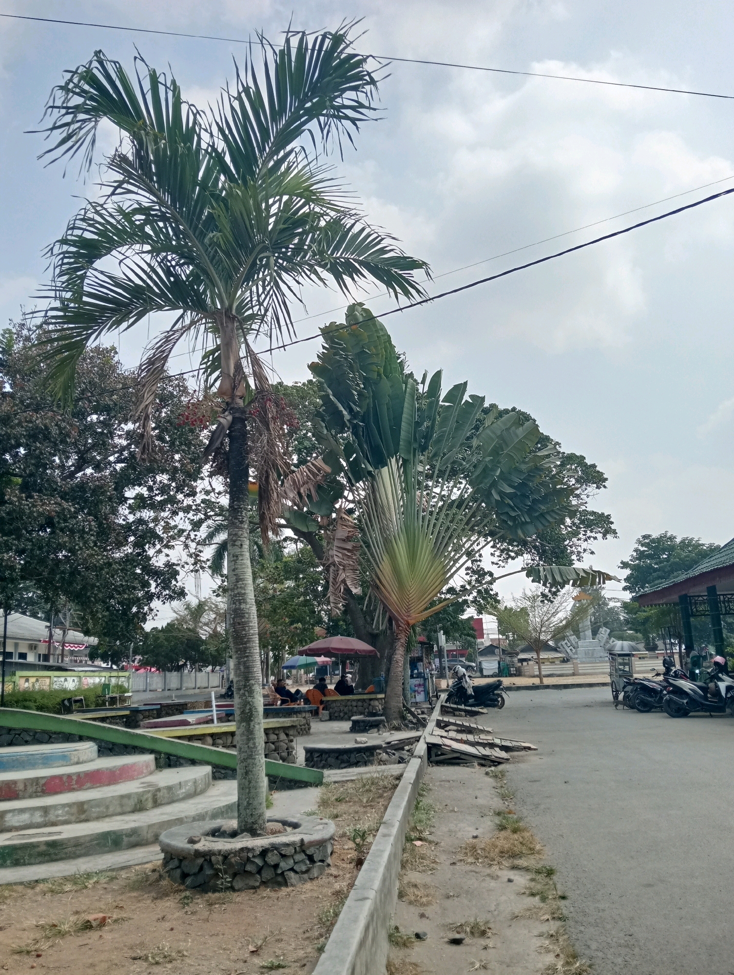 The image captures a street scene in Pringsewu, Indonesia, characterized by lush tropical vegetation and a cloudy sky. In the foreground, a tall, slender palm tree stands prominently, its fronds reaching towards the sky. To its right, a larger traveler's palm tree displays its fan-like leaves. A paved road runs alongside a grassy embankment dotted with stones. Several parked motorcycles are visible on the right side of the road, and a small pavilion with red and blue umbrellas offers shade in the background. Further back, buildings and more trees form the urban landscape. A few people are seated at tables under one of the umbrellas, appearing to be enjoying a break. The overall impression is one of a relaxed, outdoor public space in a tropical environment.