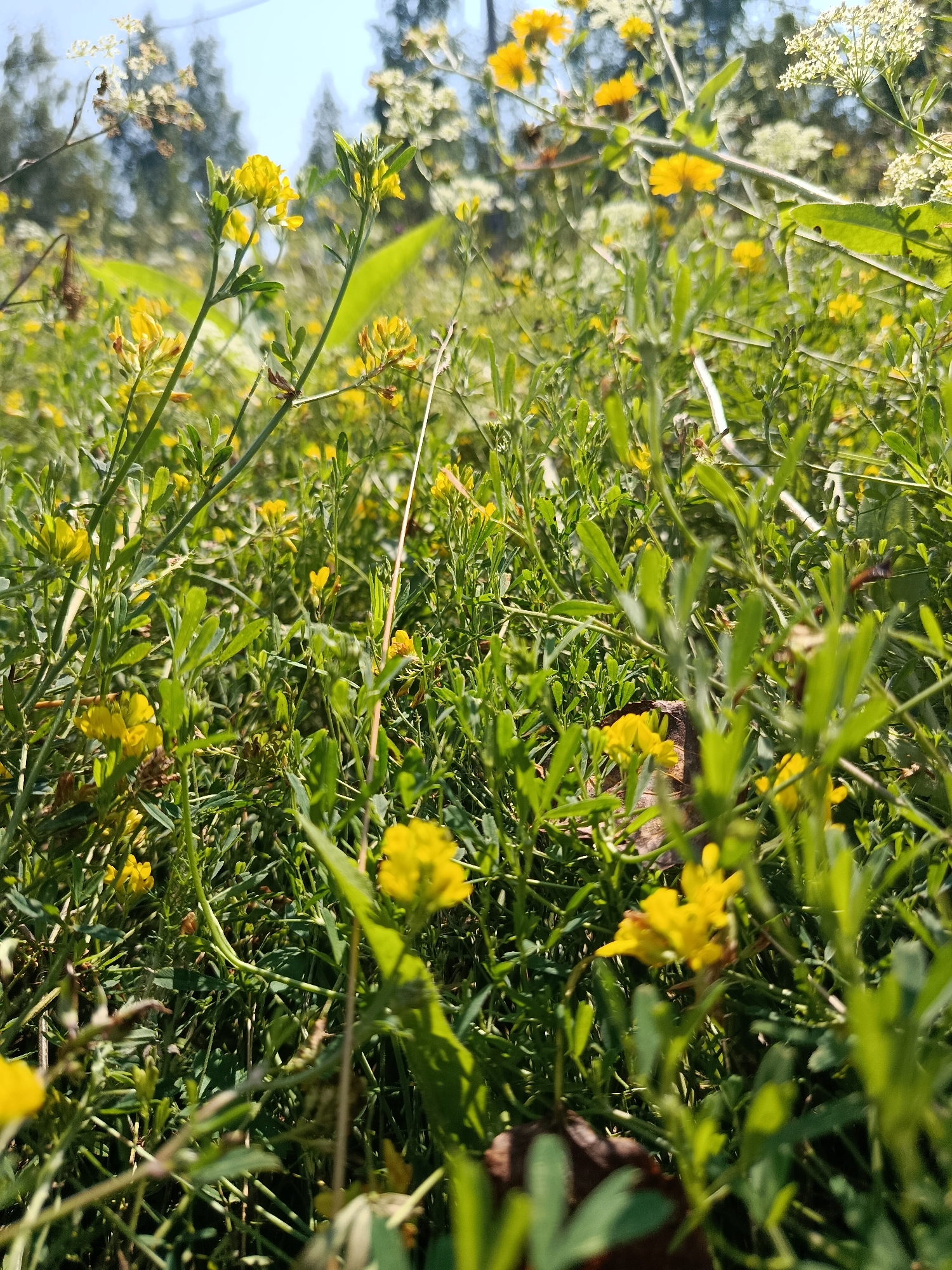An outdoor, low-angle medium shot captures a dense field of green foliage and small yellow flowers. The scene is bathed in natural sunlight, casting subtle shadows and highlighting the textures of the plants. The background is softly blurred, suggesting a shallow depth of field, with hints of trees and a bright sky. There are no people or discernible actions depicted in the image. The setting is a natural, uncultivated area, possibly a meadow or a roadside verge. The presence of many small yellow flowers is the most prominent visual element. The image was taken in Borodino, Russia.