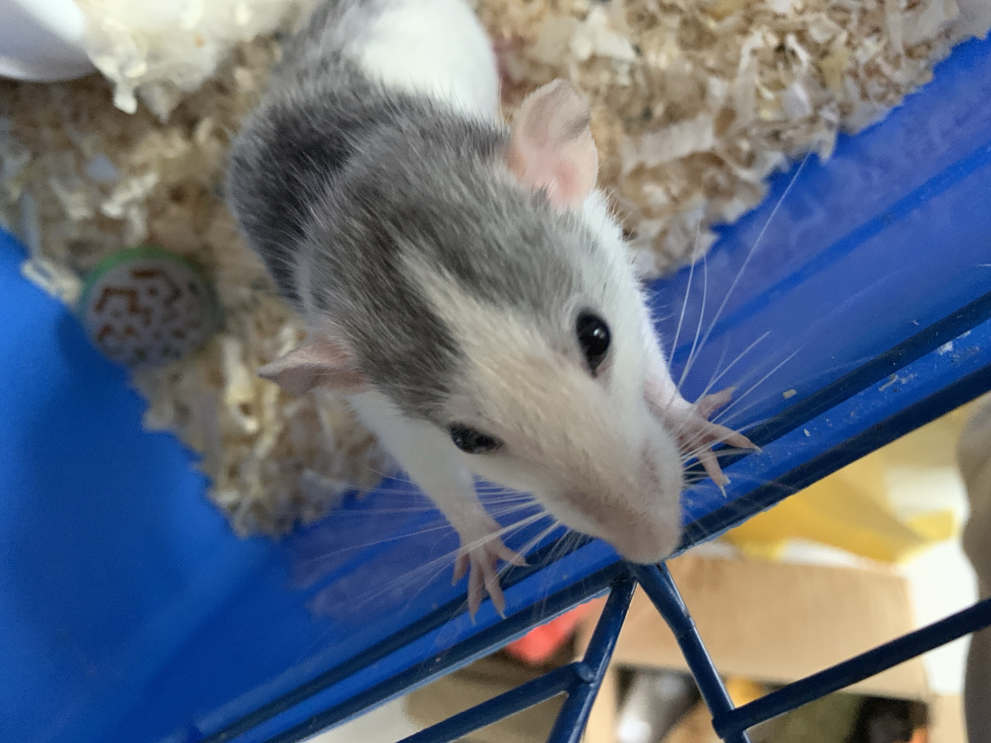 A gray and white domestic rat is shown in a close-up, high-angle shot. The rat is positioned near the blue metal bars of its enclosure, with its front paws resting on the bars. The rat's fur is a combination of gray and white, and it has black eyes and long white whiskers. The background consists of wood shavings and a green and white patterned ball. The location is not visible in the image and, therefore, it is not possible to verify the claim of Stavropol, Russia.