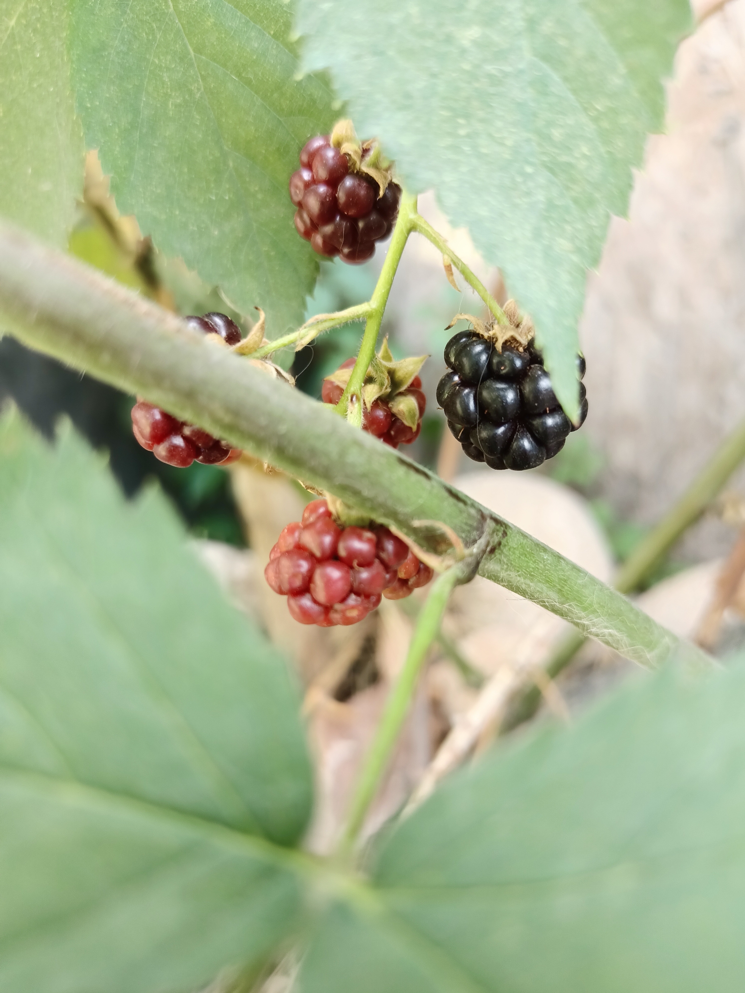 A close-up shot captures several blackberries on a thorny vine, some ripe and dark, others still red and unripe. The vine is thick and covered in fine hairs, with large green leaves framing the fruit. The background is blurred, suggesting an outdoor setting, possibly a garden or park. The image appears to be taken in Almaty, Kazakhstan, based on the provided information.