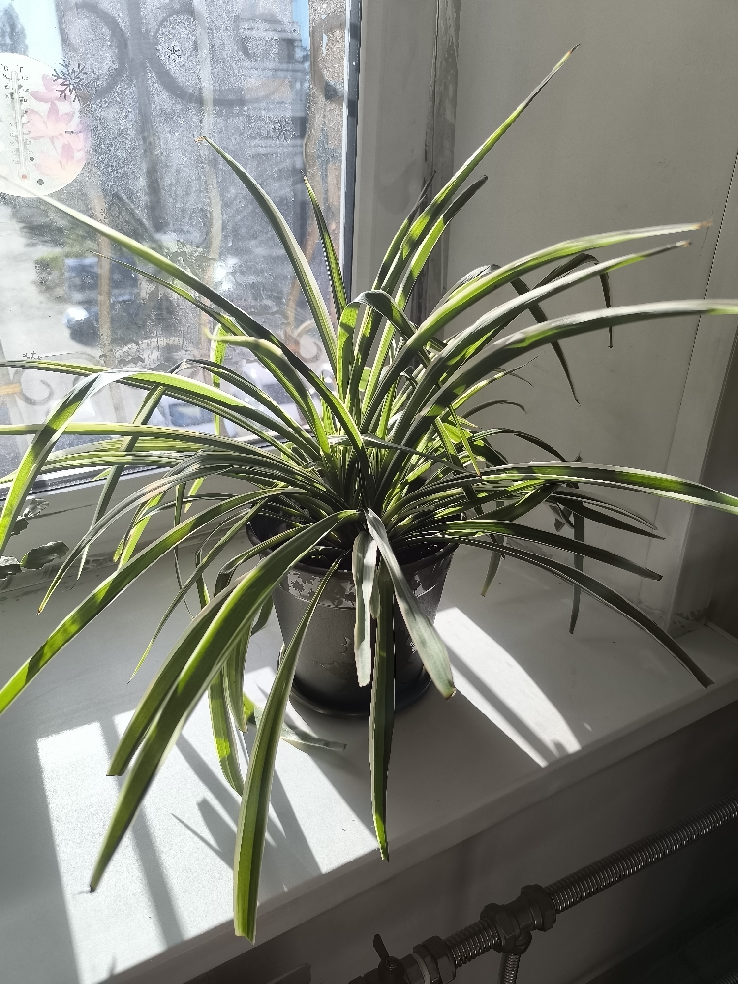 A spider plant is positioned on a windowsill in Oskemen, Kazakhstan. The plant is in a dark pot and has long, thin, green and white striped leaves that arch downwards. Sunlight streams in from the window, casting shadows across the windowsill and the plant. In the background, the window is slightly dirty and shows a view of the outdoors, including what appears to be a street and some greenery. A thermometer is attached to the windowpane, displaying both Celsius and Fahrenheit. In the foreground, a metal pipe with a valve is visible. The overall scene suggests a domestic indoor environment with a focus on the plant and its placement by the window.