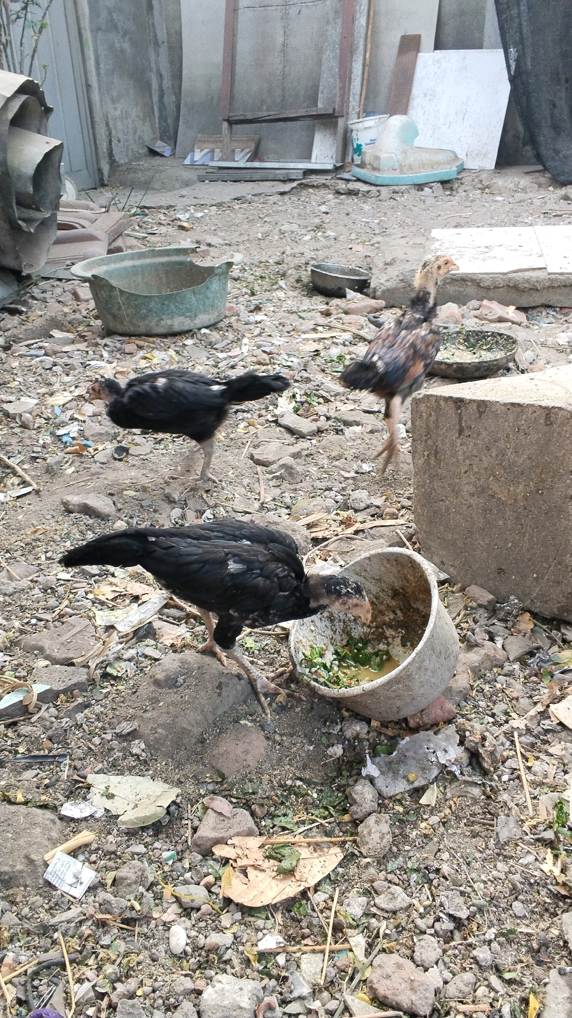 In Penompo, Indonesia, a photograph captures a scene of three young chickens in a desolate, debris-strewn outdoor area, likely a backyard or alley. One chicken, predominantly black with some lighter markings on its chest, stands alert in the mid-ground, facing left. In the foreground, another black chicken is actively pecking at food from a cracked, gray circular container. Its head is partially obscured by the container. To the right of the foreground chicken and slightly behind it, a third chicken, exhibiting brown and black speckled plumage, is also observed in the mid-ground, facing right. The ground is covered with dirt, gravel, rocks, and scattered pieces of litter, including leaves and plastic. In the background, concrete walls and structures suggest a weathered urban or semi-urban environment. The overall impression is one of a common, unkempt domestic setting where poultry are being raised.