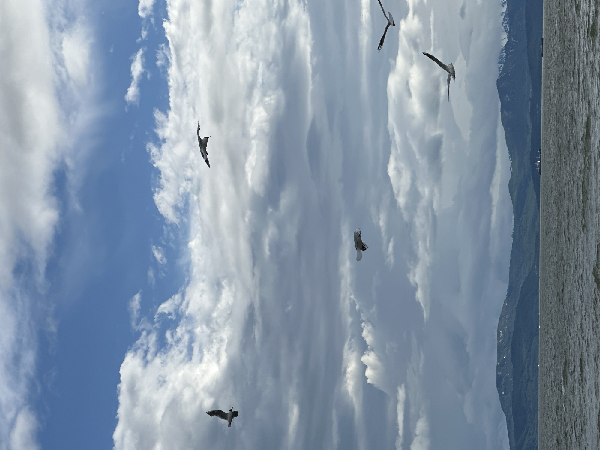 The image depicts a cloudy sky over a body of water with a mountainous landscape in the background, likely taken from Petropavlovsk-Kamchatsky, Russia. The water is choppy, indicating wind or waves. Several seagulls are captured in mid-flight against the dramatic sky, which is a mix of blues and grays with scattered white clouds. The mountains in the distance are dark green and appear to have snow on their peaks. Two ships are visible on the water, suggesting maritime activity. There are no people visible in the frame. The overall scene conveys a sense of natural beauty and openness.