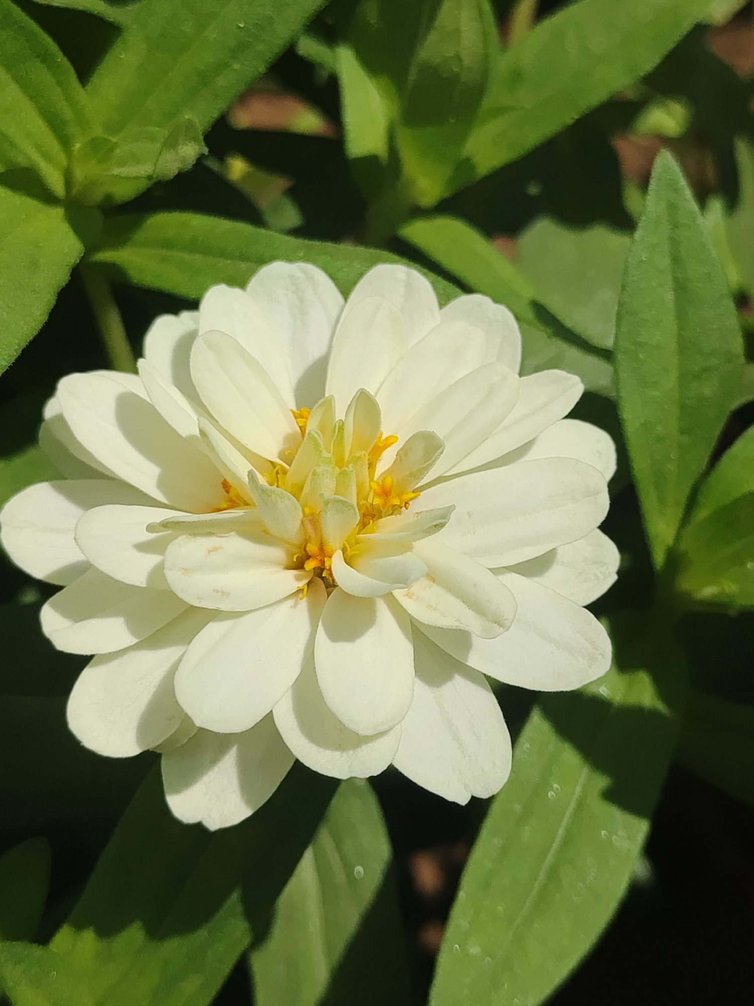 A close-up, eye-level, natural light, outdoor, vertical shot shows a fully bloomed white zinnia flower in the center, set against a background of lush green leaves. The zinnia has multiple layers of delicate, soft white petals that unfurl outwards from a bright yellow center. The petals have subtle shadows, giving them a sense of depth and dimension. The surrounding leaves are a vibrant green, with some in sharp focus and others blurred, creating a pleasing bokeh effect. The lighting suggests it is daytime, with the sun casting gentle shadows. The image does not contain any people or specific landmarks that would indicate its location in Tashkent, Uzbekistan.