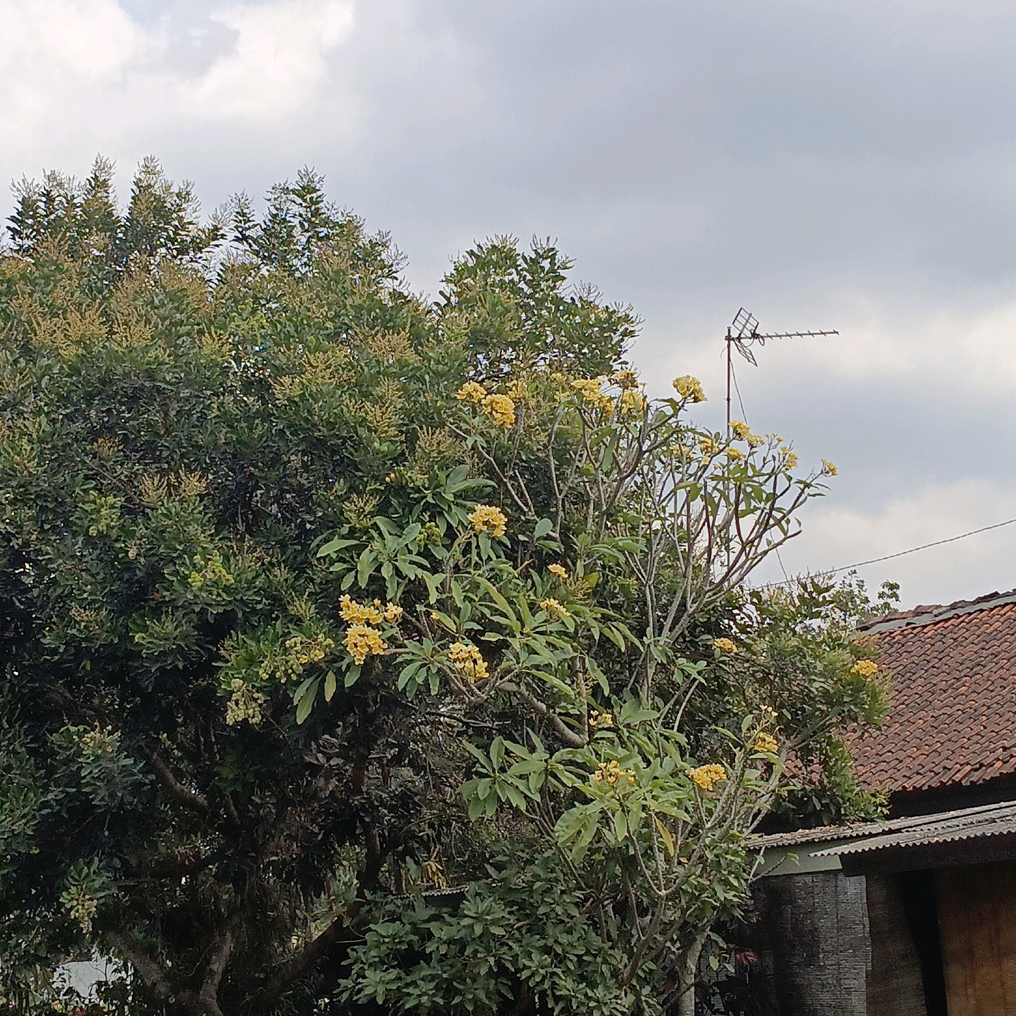 The image shows a cluster of trees in front of a building with a tiled roof. The trees are lush and green, with some yellow flowers visible. In the background, there is a clear sky with some clouds. A television antenna is mounted on a pole on the right side of the image. The building appears to be made of brick and has a corrugated metal roof over an extended section. This scene is consistent with a residential area in Salatiga, Indonesia.