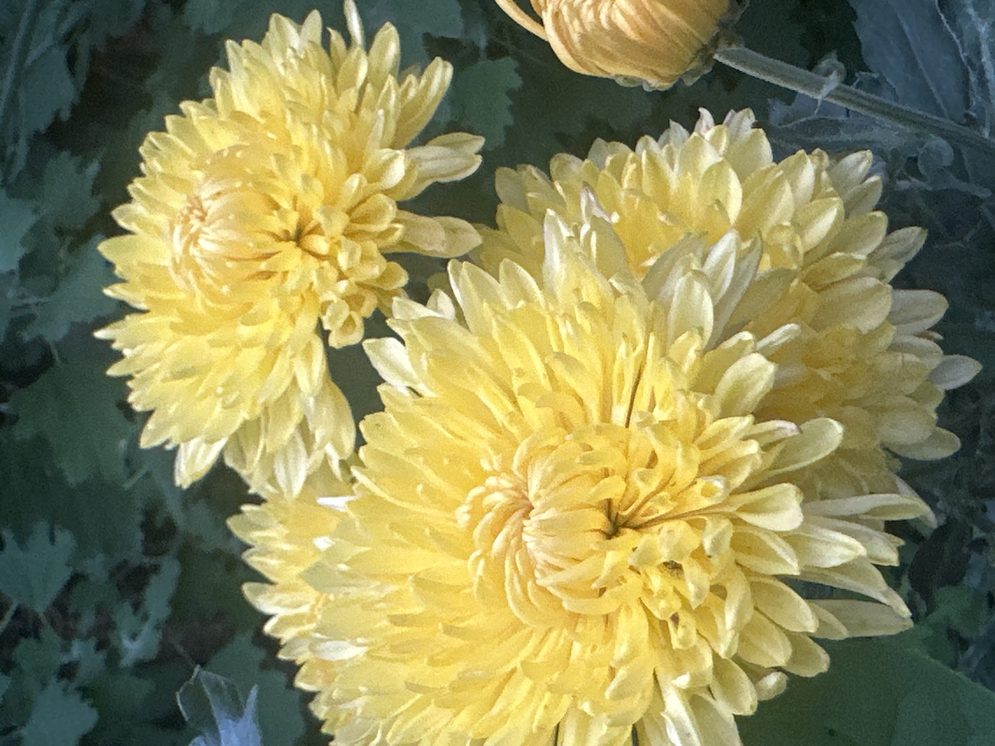 The image displays a close-up view of several bright yellow chrysanthemums in full bloom. The flowers are the primary subjects, with their layered petals creating a sense of depth and texture. The background is a blur of dark green foliage, suggesting an outdoor garden setting. One chrysanthemum in the foreground is particularly prominent, showing intricate spiral patterns in its center. To the upper right, a bud or less open flower is partially visible. The lighting suggests it might be daytime, possibly with soft sunlight illuminating the petals and highlighting water droplets on some of them. There is no text visible in the image. The overall impression is one of natural beauty and vibrant color.