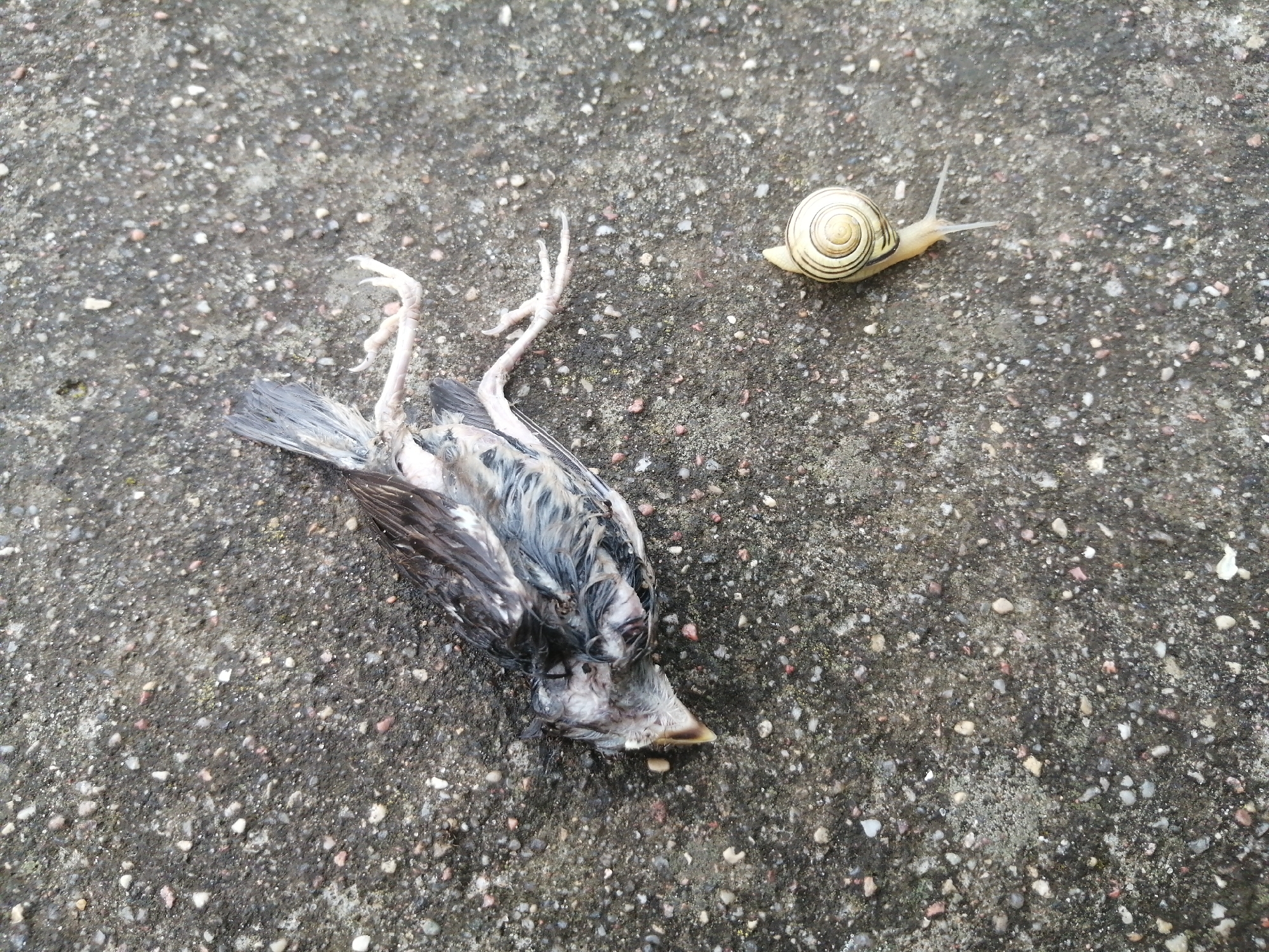 The image shows a dead bird lying on its back on a paved surface. The bird is small, with dark feathers and visible legs and feet. To the right of the bird is a snail with a light-colored shell. The surface appears to be concrete or asphalt, with small stones and pebbles embedded in it. The lighting suggests it is daytime. This scene was captured in Slonim, Belarus.