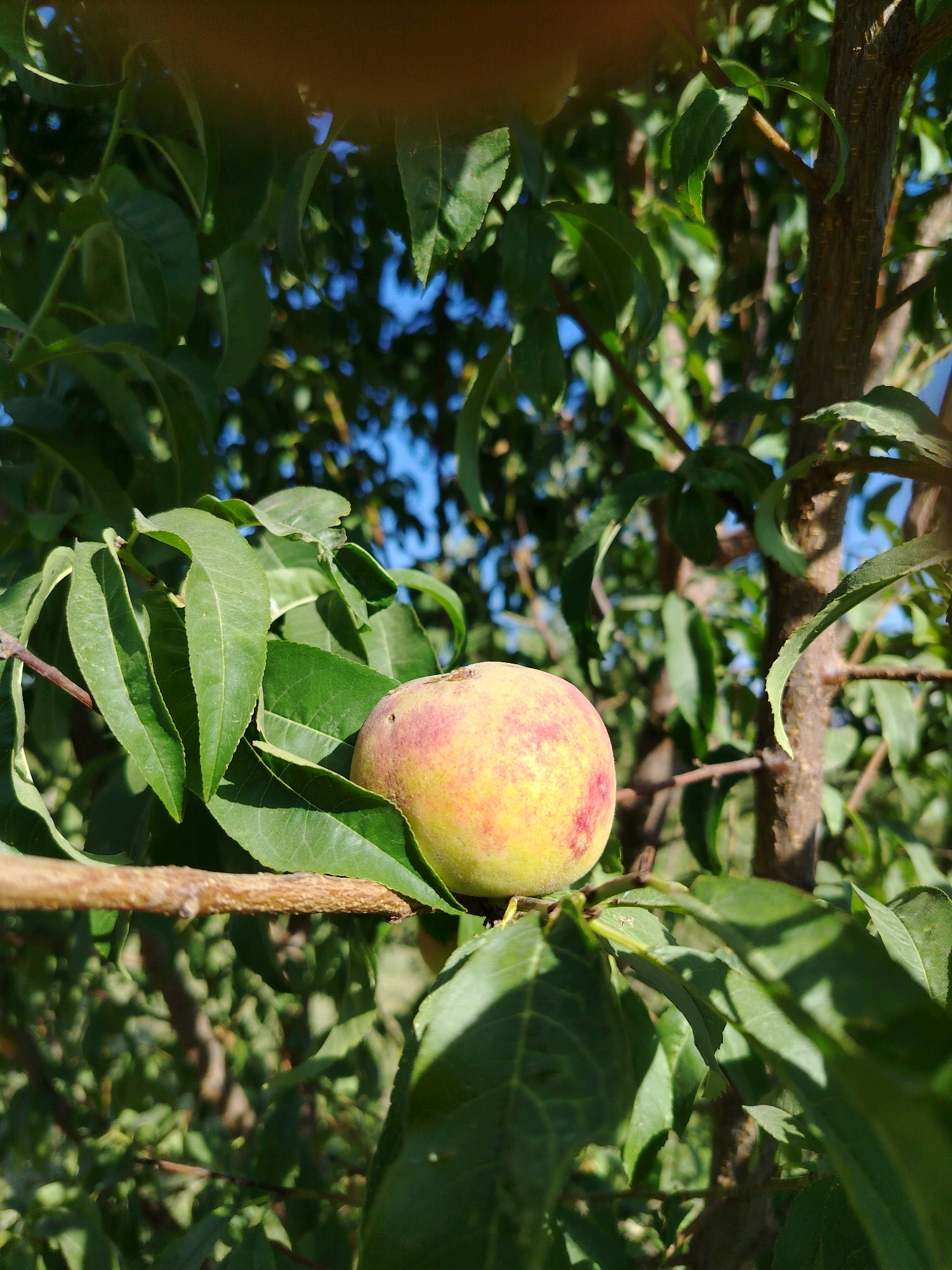 A single, slightly unripe peach with green and pink coloration hangs from a branch of a peach tree. The peach is partially obscured by lush green leaves. The scene is set outdoors, likely in a garden or orchard, under a clear blue sky. The background shows more foliage and the rough texture of a tree trunk. The overall impression is one of natural growth and the early stages of fruit development. The image appears to be taken in Navobad, Tajikistan.