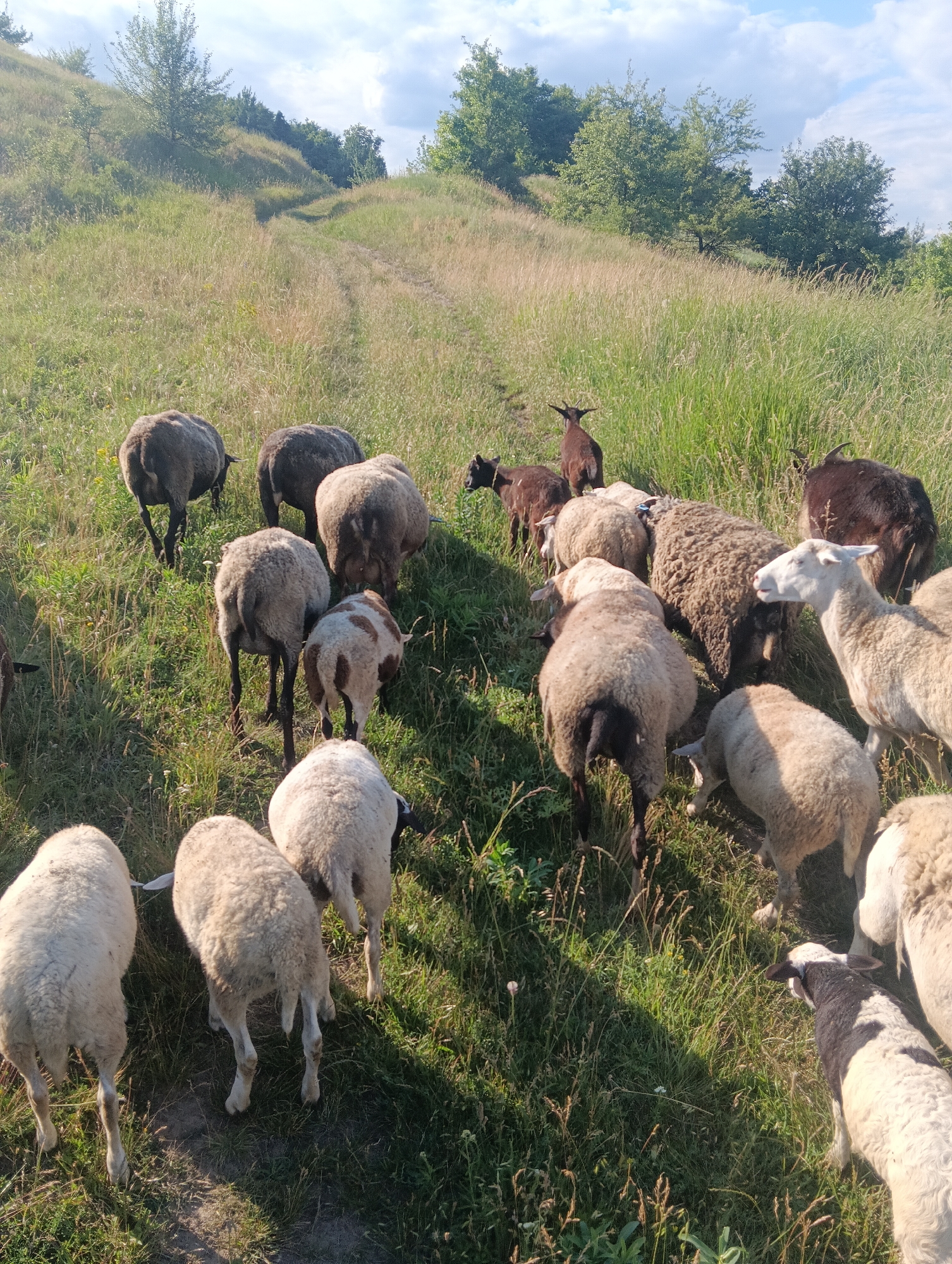 A flock of sheep and a few goats are grazing on a grassy hillside. The sheep are of various colors, including white, brown, and gray. The goats are smaller and have dark brown fur. The hillside is covered in tall grass and wildflowers. A dirt path winds its way up the hill. The sky is partly cloudy with the sun shining. The scene appears to be in a rural area.