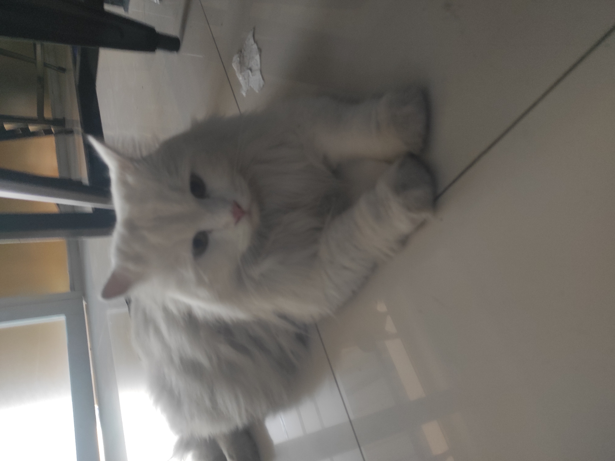 A medium-angle, slightly blurry shot shows a long-haired white cat lying on a tiled floor. The cat is positioned in the center of the frame, facing forward with its paws tucked beneath it. Its eyes are dark and its nose is pink. The background is indistinct, with hints of furniture and a large window. The lighting appears to be natural, coming from the left side of the frame, creating soft shadows on the floor. There are no people visible in the image, and the environment suggests an indoor setting, possibly a residential area in Surabaya, Indonesia, given the typical tile flooring and window design seen in some homes in the region. The overall scene is domestic and calm.