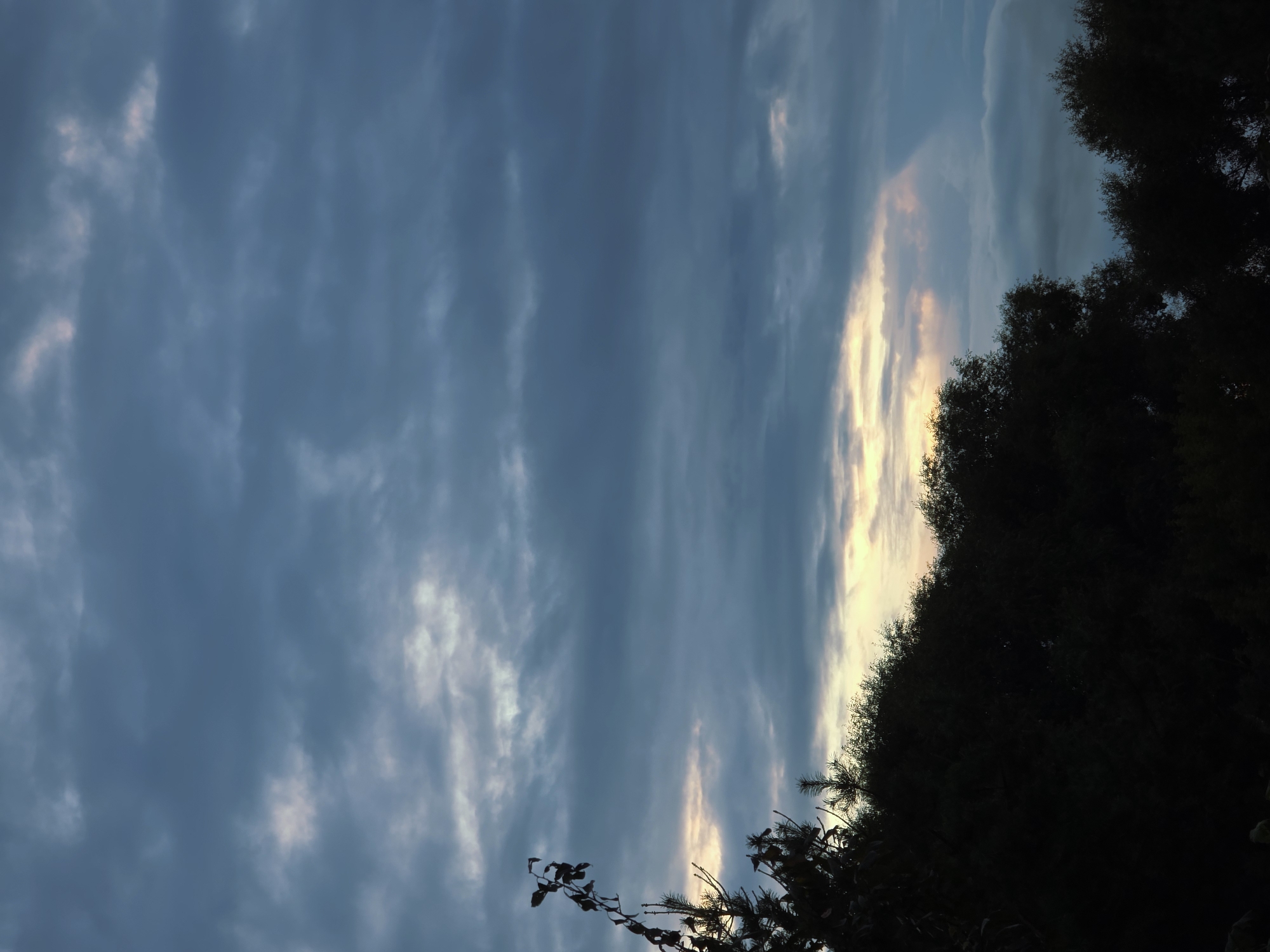The image depicts a silhouetted view of trees against a cloudy sky. The sky is filled with layered, dark blue and grey clouds, with breaks of pale yellow and pink light, suggesting either sunrise or sunset. A dark, leafless branch extends from the upper left corner. The lower portion of the image is dominated by the dark silhouettes of various types of trees, appearing dense and lush. The overall mood is atmospheric and slightly dramatic, due to the contrasting dark foreground and the turbulent sky. The location, Речицы, Russia, is noted, but there are no specific visual cues in the image to confirm this geographic detail. There are no people, animals, or man-made structures visible in the scene.
