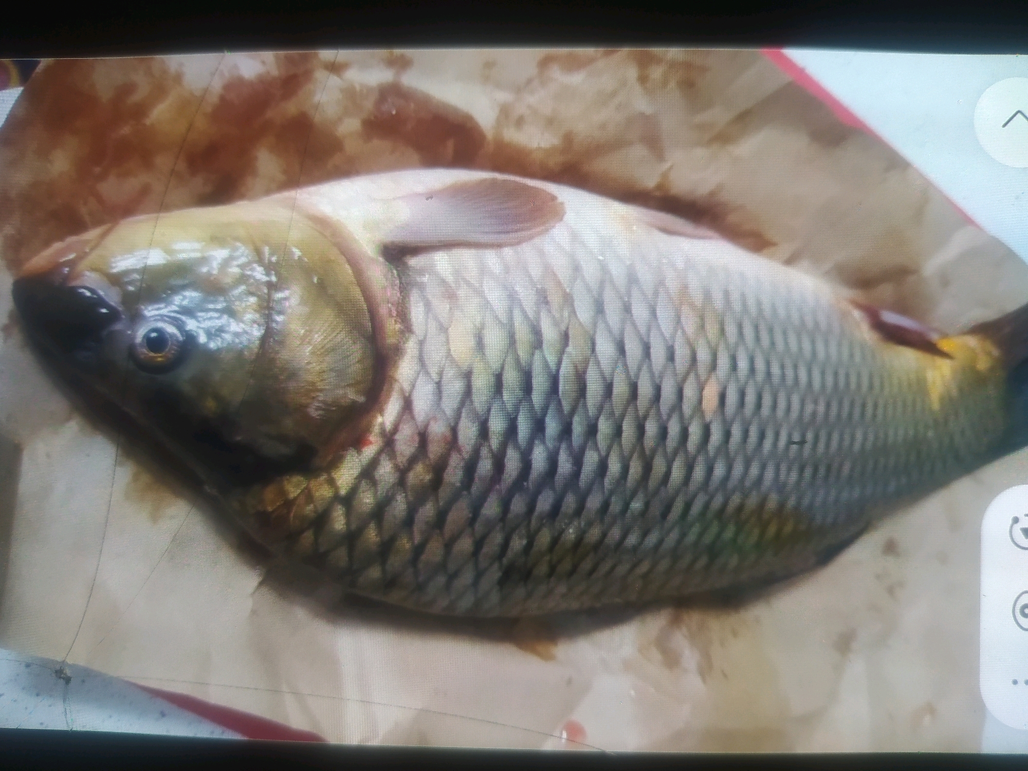 The image shows a dead fish, likely a carp, lying on brown paper. The fish is mostly silver and gold, with dark scales and a prominent eye. It is positioned horizontally, with its head facing left. The background is blurry and appears to be a surface with some brown stains. There are no people or other animals visible in the image. The scene does not provide any information to determine its location in Birlik, Uzbekistan.