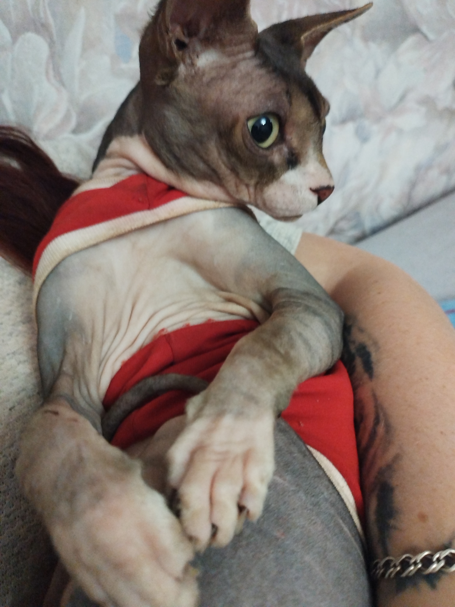 A sphynx cat wearing a red and white striped shirt is lying on a couch. The cat's skin is wrinkled and its ears are large and pointed. The cat's eyes are green and it is looking to the right. The cat's tail is not visible. There is a person's arm with a tattoo and a bracelet visible on the right side of the image. The background is a blurry pattern of light-colored fabric.