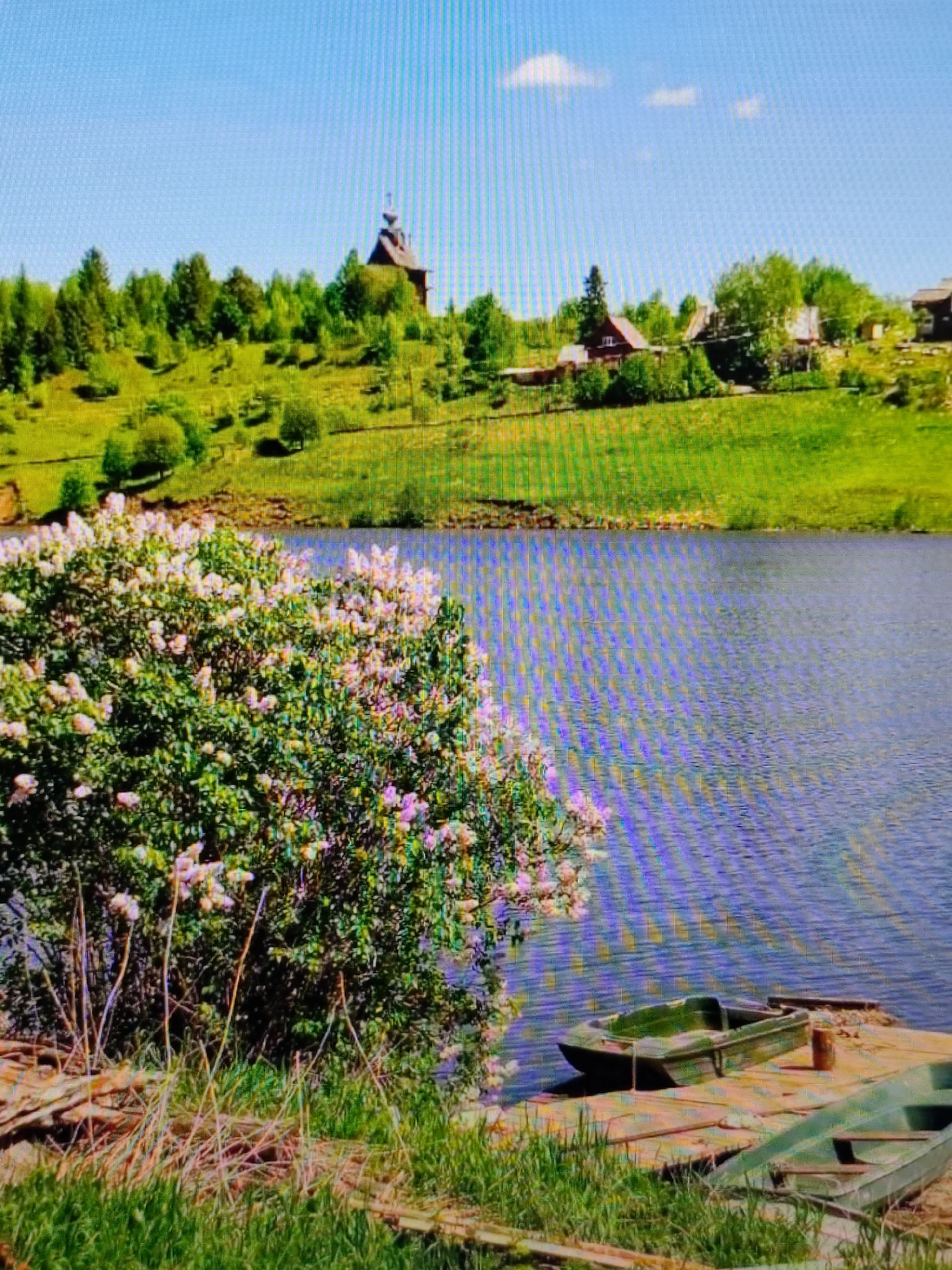 This is a photograph of a serene lakeside scene in the city of Syktyvkar, Russia, on a clear day. The foreground features a lush green grassy bank with dried grass and a pile of logs to the left. A large, flowering bush with delicate pink and white blossoms dominates the mid-left of the frame, extending towards the water. The water itself is a deep blue, reflecting the sky and creating a rippling texture across its surface.
Along the edge of the water, a wooden pier juts out, with two green boats resting on it. The boat closer to the viewer is partially submerged and appears to be an older model. The other boat is more fully visible, positioned behind the first one.
In the background, a rolling green hillside is dotted with trees and several buildings. The most prominent structures are houses with red roofs, nestled amongst the greenery. Higher up on the hill, a distinctive wooden church with a dark roof and steeple stands out against the bright blue sky. The sky is clear with a few wispy white clouds. The overall impression is one of a peaceful rural landscape on the outskirts of Syktyvkar.