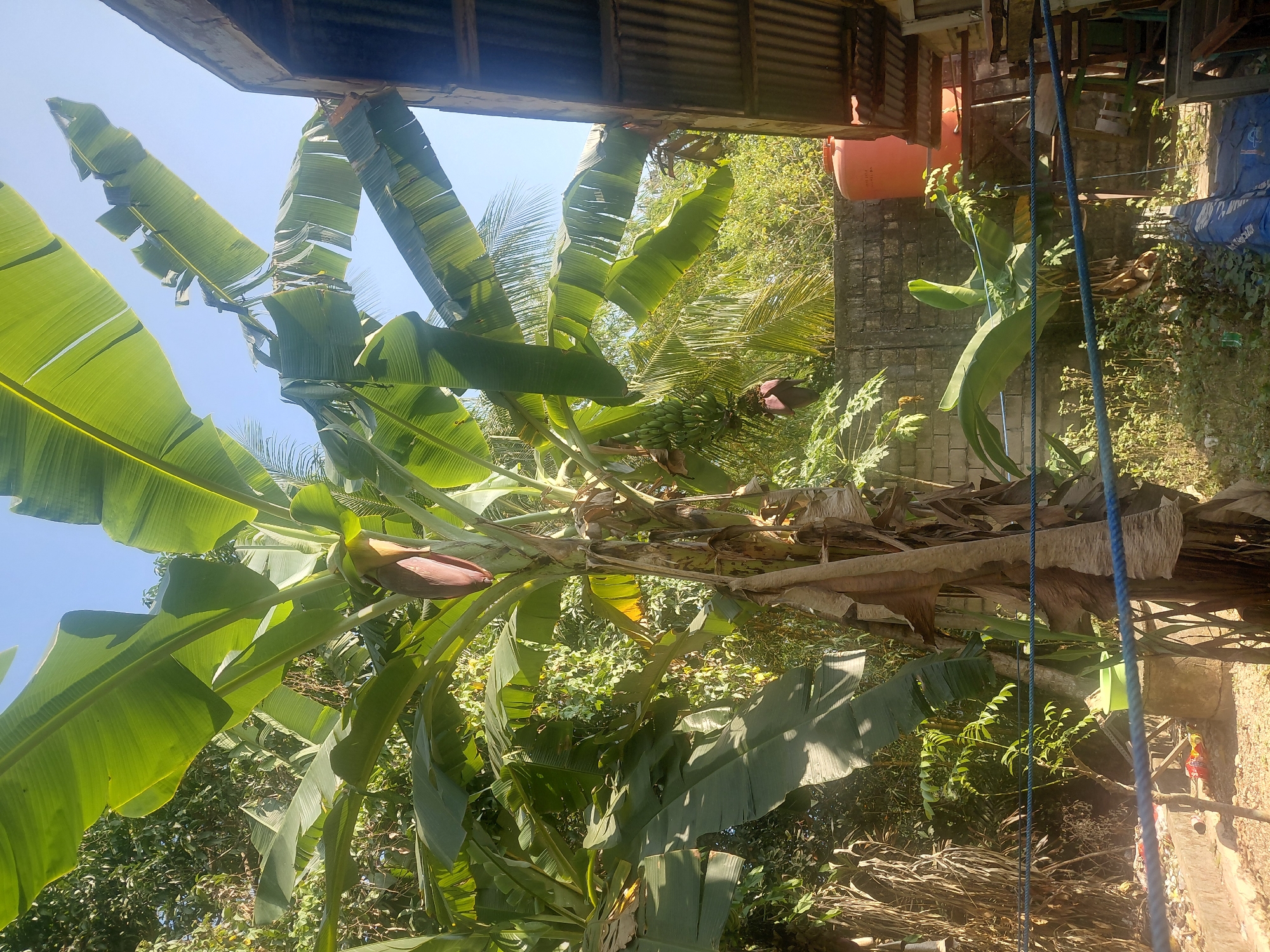 The image depicts an outdoor scene in Kendari, Indonesia, featuring a mature banana tree with large green leaves and a developing bunch of bananas. A banana blossom, a deep reddish-purple flower, hangs from the tree. The tree is situated in a yard with other vegetation and a brick wall in the background. To the right of the banana tree, there is a corrugated metal roof structure, possibly part of a building or shed, and an orange water tank. The ground is covered with gravel and some scattered debris. Blue rope is visible in the foreground, stretched across the scene. The overall impression is of a tropical, possibly rural or semi-urban, environment bathed in sunlight. There are no people visible in the image.