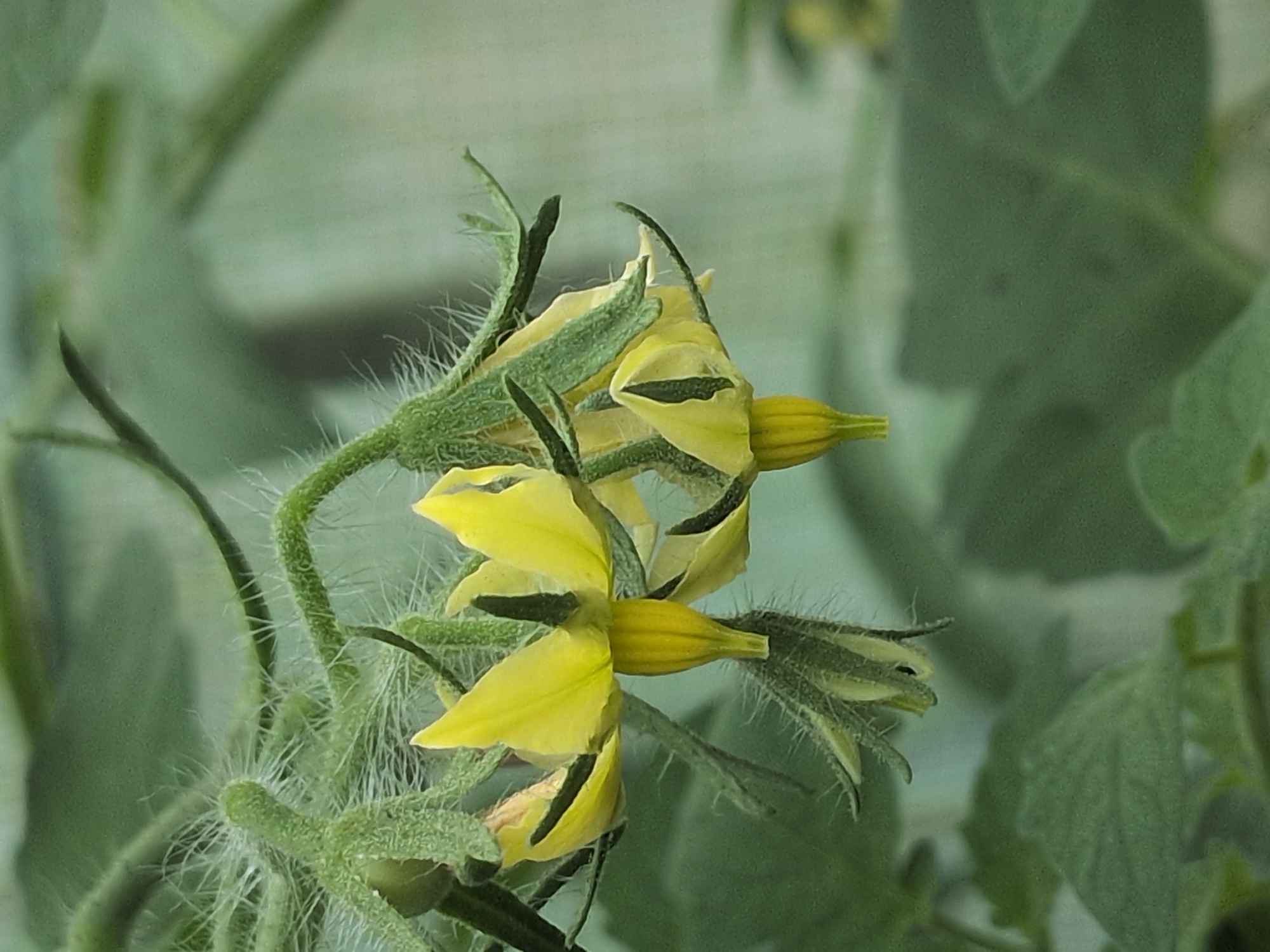 The image shows a close-up view of yellow tomato flowers with green stems and sepals. The flowers are in bloom and appear to be growing on a vine. The background is blurred and consists of green foliage. There is no indication of the location in the city of Rastenberg, Germany, as the image is a close-up of plants without any discernible landmarks or context. The scene is entirely natural and botanical.