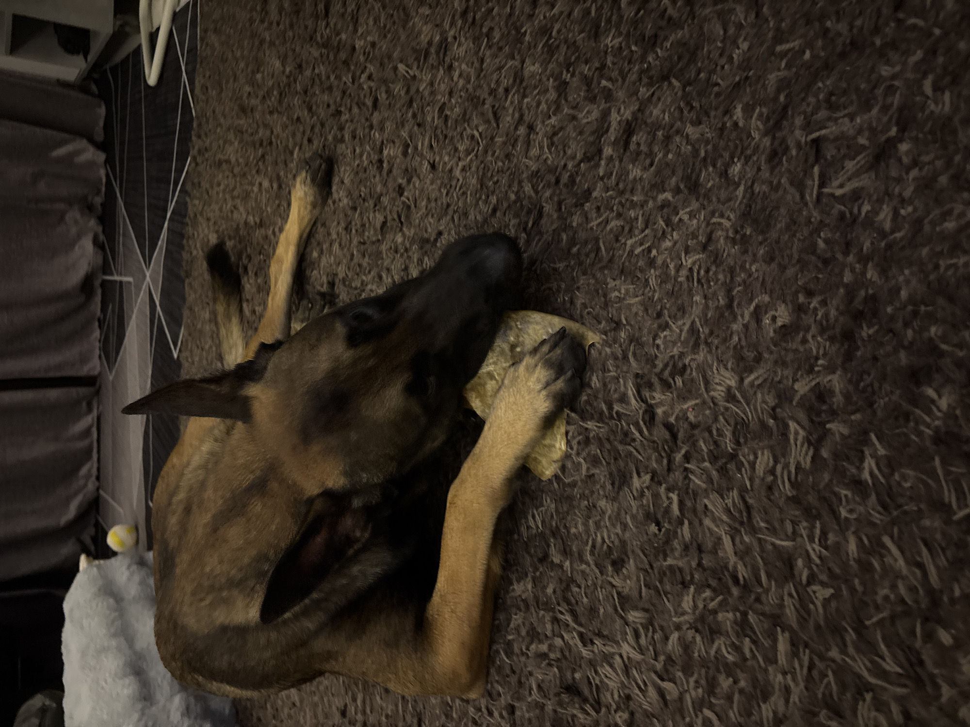 A Belgian Malinois dog is lying on a dark brown shag carpet, chewing on a bone. The dog is mostly in focus, with its head down and ears perked. A blurred light blue object, possibly a dog bed, is to the left of the dog. In the background, curtains are visible, along with a geometric pattern on the floor. The scene appears to be indoors, in a residential setting. There is no discernible location in the city of มาบฟักทอง, Thailand.