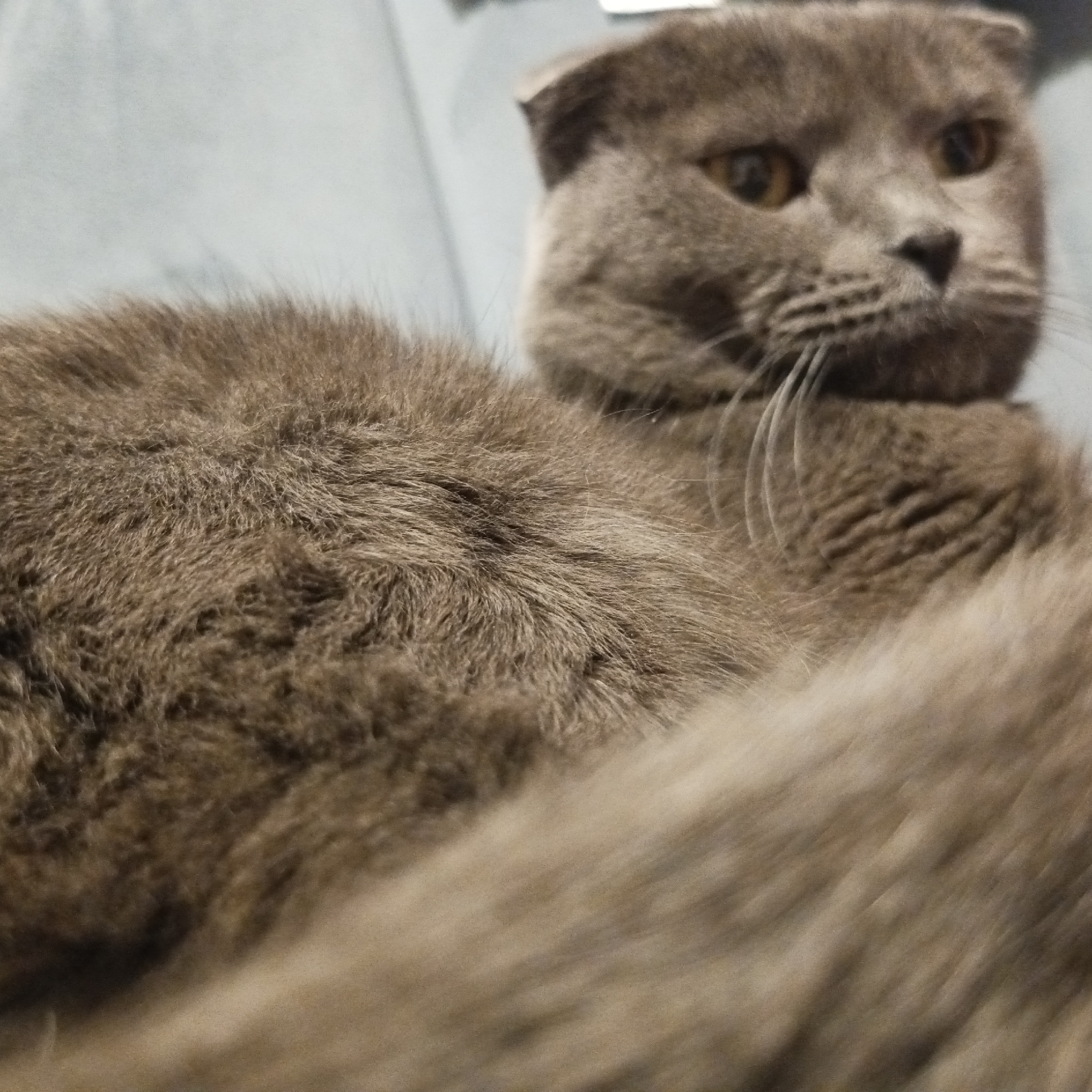 A medium-shot image captures a gray Scottish Fold cat indoors. The cat is lying down, with its head raised, looking slightly to the right. The background is a neutral gray tone. The fur on the cat is dense and plush. The cat's eyes are a yellow-amber color. The ears are folded downwards, characteristic of the breed. The scene appears to be a candid shot of the cat resting comfortably, seemingly in Chaikovsky, Russia.