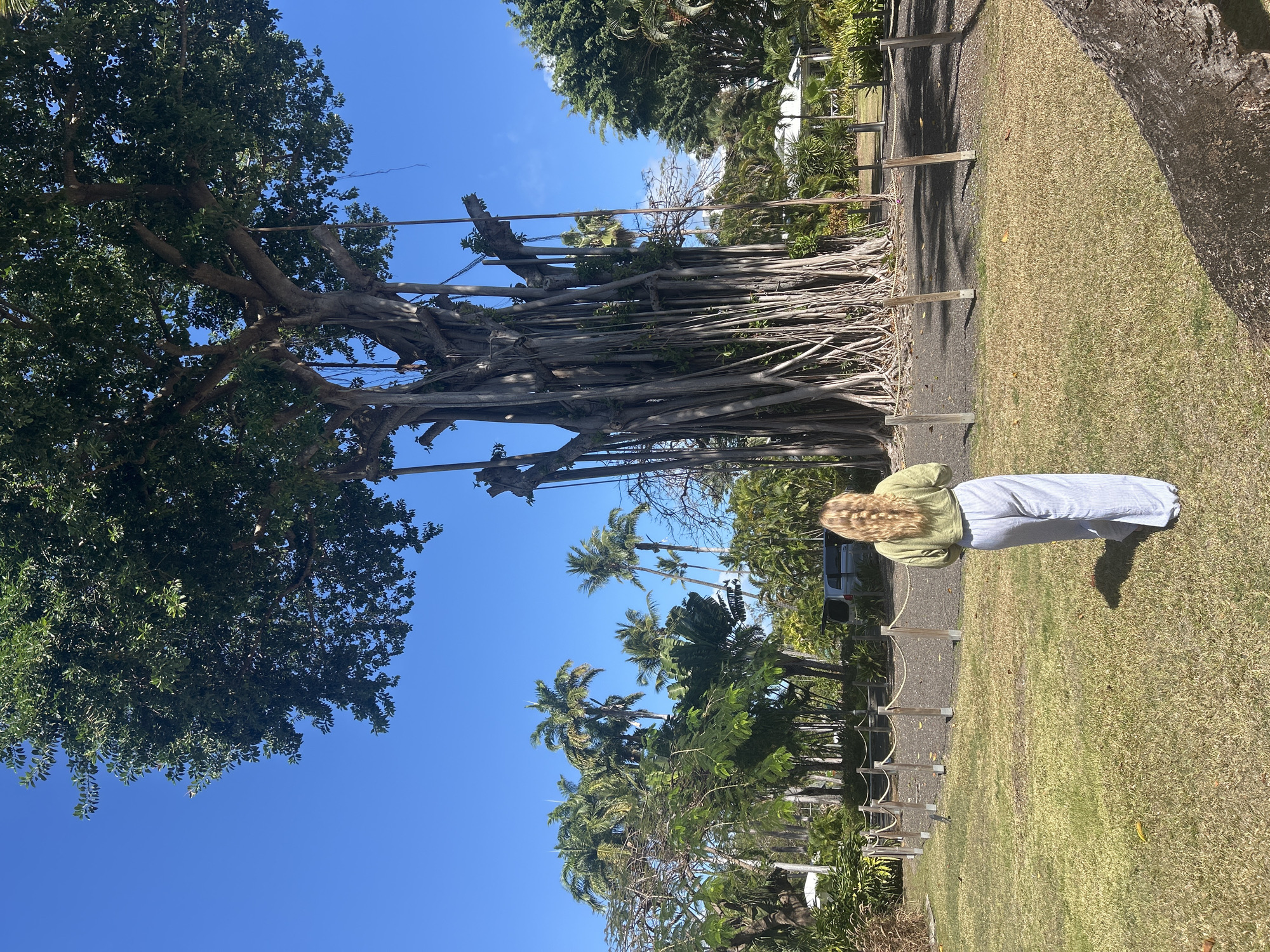 The image depicts an outdoor scene in Sainte-Anne, France, under a clear blue sky. A solitary female individual is observed from behind, standing in the foreground on a patchy green and dry brown grassy area, facing a monumental banyan tree. She has long, blonde, wavy hair and wears a light green long-sleeved cropped top with light blue and white striped wide-leg pants. The central subject is a massive banyan tree (likely *Ficus benghalensis*) dominating the middle ground, characterized by its expansive green canopy and numerous thick, gnarled aerial prop roots extending from its branches to the dark gravel ground below. A low barrier of wooden posts connected by rope encircles the base of this tree. Surrounding the banyan tree are dense tropical plants, including various tall palm trees and other green foliage. In the mid-background, a silver minivan is parked amongst the trees, and parts of white building structures with pitched roofs are visible further behind the vegetation. The scene is brightly illuminated by direct overhead sunlight, casting defined shadows on the ground. No interactions are observed.