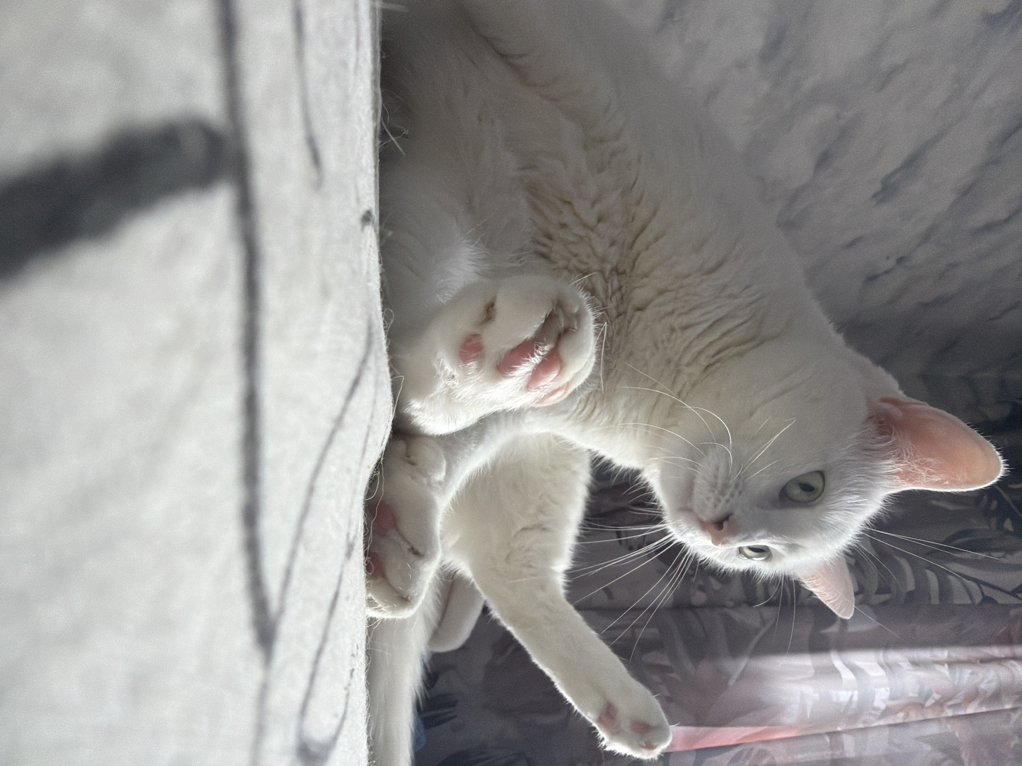 A white cat is lying on a gray surface, possibly a bed or couch. The cat's paws are visible with pink paw pads. The cat has green eyes and white whiskers. The background is blurred and indistinct, but appears to be a patterned fabric. The location is unknown but the instructions state Novosergievka, Russia.