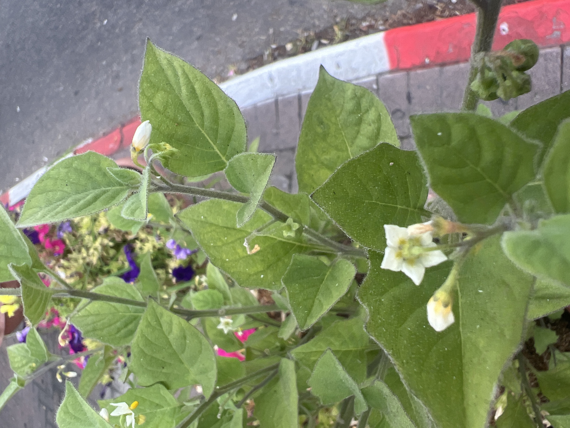 The image is a close-up shot of a plant with green leaves and small white flowers, with yellow centers. The plant is growing in a planter box, with a blurred background of other flowers in shades of pink, purple, and yellow. The planter box is situated next to a sidewalk with a red and white curb, and a gray asphalt road beyond. The scene appears to be outdoors in an urban environment, possibly in Netanya, Israel, given the characteristic curb and sidewalk paving often found in the city. There are no people or animals visible in the image. The focus is on the natural elements of the plant and its immediate surroundings.