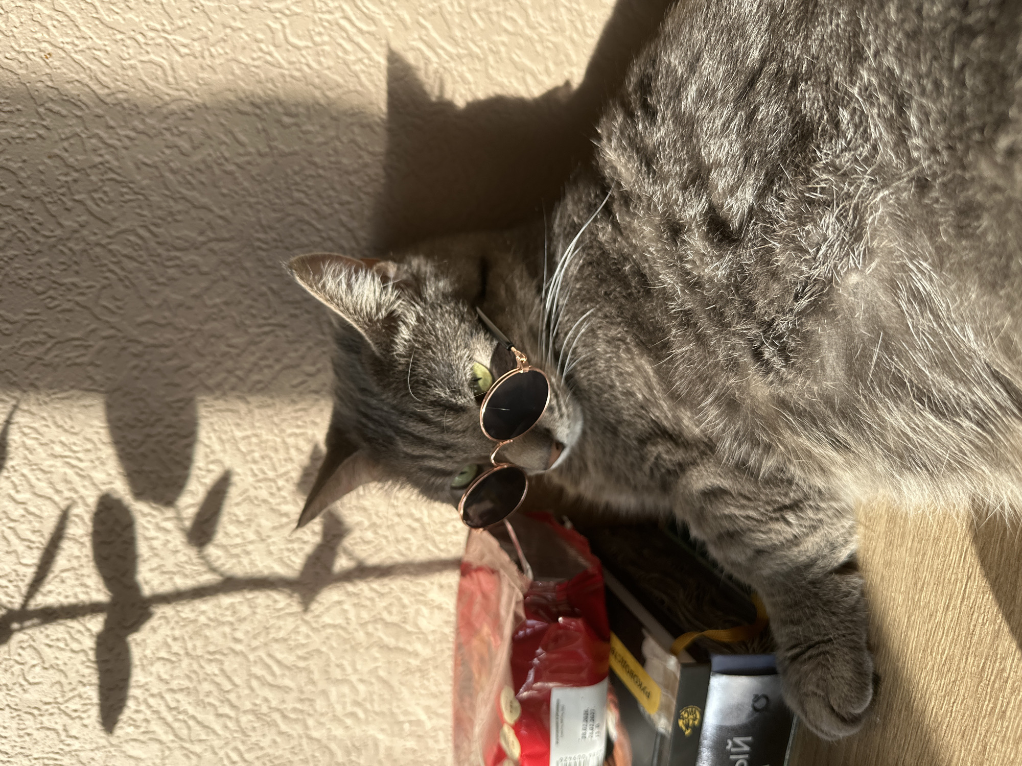 A grey tabby cat is lying on a wooden surface next to a bag of what appears to be cat food and a book. The cat is wearing round, rose gold framed sunglasses. There is a textured wall visible, with shadows of foliage cast upon it. The specific location in the city of Krasnoyarsk, Russia, cannot be determined from the image.