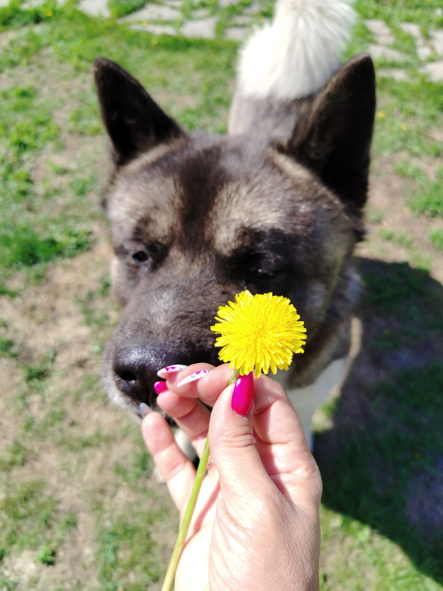 An outdoor, brightly lit scene features a large, dark-furred dog, likely an Akita breed, in the mid-ground, observed by a human hand in the foreground. The dog's head and upper body are visible, with prominent upright dark ears and a partially visible fluffy white tail in the upper right. Its fur is a blend of dark brown, black, and lighter grey/tan tones. The dog's dark nose is slightly wet, and its eyes are dark and attentive, focused downwards towards the object held by the hand. The dog's face is slightly blurred due to its proximity to the camera.
A light-skinned human hand is positioned in the lower-center, holding a single, vibrant yellow dandelion flower by its green stem. The fingernails of the hand are adorned: the thumb and index finger have solid bright fuchsia nail polish, while the middle and ring fingers display white polish with small, abstract black and pink patterns. The dandelion is in sharp focus, presented directly towards the dog's nose, indicating an interaction of offering the flower.
The background consists of green grass interspersed with areas of drier, lighter-colored earth or sparse vegetation. Faint outlines of what appear to be paving stones or a pathway are discernible in the upper right portion of the background. The lighting is consistent with direct sunlight.
The precise location in the city of Рассвет, Russia, cannot be determined from the visual information provided in the image.