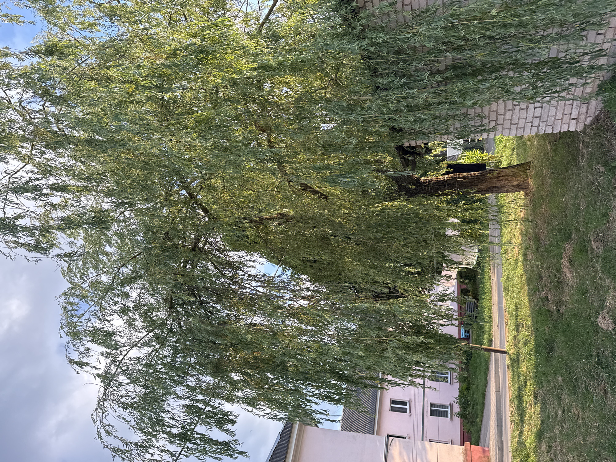 This image depicts an outdoor scene dominated by a large weeping willow tree with lush green foliage. The tree's branches cascade downwards, creating a canopy that partially obscures the background. To the right of the tree, a light-colored brick wall runs vertically, and beyond it, a patch of grass is visible.
In the middle ground, several buildings are present. One building is a pale pink multi-story structure with visible windows. Another building, partially visible in the foreground, has a dark, sloped roof. A paved pathway or road runs alongside the grassy area, separating the buildings from the lawn.
The sky above is a mix of blue and white clouds, suggesting fair weather. The lighting indicates it is likely daytime, possibly late afternoon, given the warm tone of the light filtering through the leaves and casting shadows on the grass. The overall impression is a peaceful, natural setting adjacent to a residential or perhaps urban area. There is no discernible activity or people in the image. No visible text is present. The location context provided is Zhodzina, Belarus.