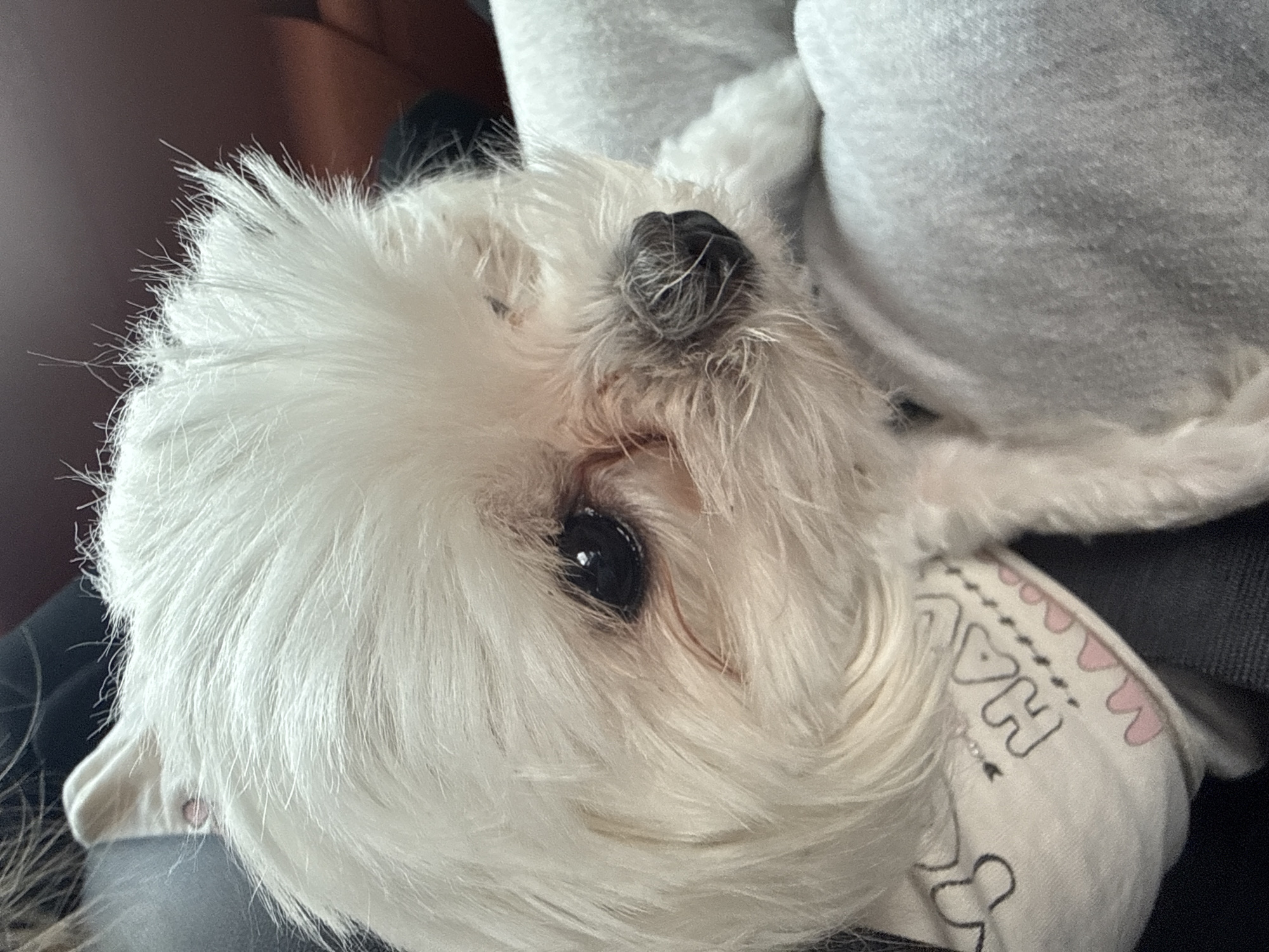 The image is a close-up, eye-level shot of a small white dog, likely a Maltese or similar breed, with its head resting on someone's lap. The dog's fur is fluffy and white, obscuring much of its body. Its dark, expressive eyes are looking slightly off-camera to the right. The dog is wearing a white bandana with black and pink lettering and drawings, including the word "HAP". The background is blurred, showing a hint of dark fabric and a warm brown surface, possibly the interior of a car or furniture. The lighting is soft and natural, highlighting the textures of the dog's fur. There is no visible indication of the location being in Krasnoyarsk, Russia.