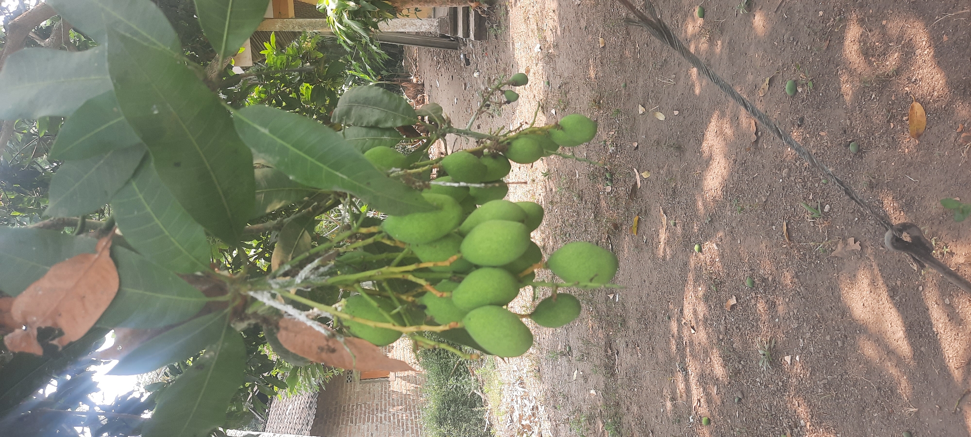 In the city of Ploso, Indonesia, a close-up shot captures a branch laden with green, unripe mangoes hanging from a tree. The mangoes, varying in size, are clustered together, some dangling lower than others. The branches are covered with lush green leaves, interspersed with a few dry, brown leaves. White, cotton-like substances, possibly mealybugs or cottony cushion scale, are visible on some of the branches. In the background, a brick building with a brown window can be seen, partially obscured by foliage. The ground below the tree is a mixture of soil, small stones, and scattered dry leaves, with a few fallen mangoes on the ground. A thick, weathered cable with a metal loop is positioned in the foreground, stretching across the lower part of the image. The scene is illuminated by natural light, casting shadows from the leaves onto the ground.