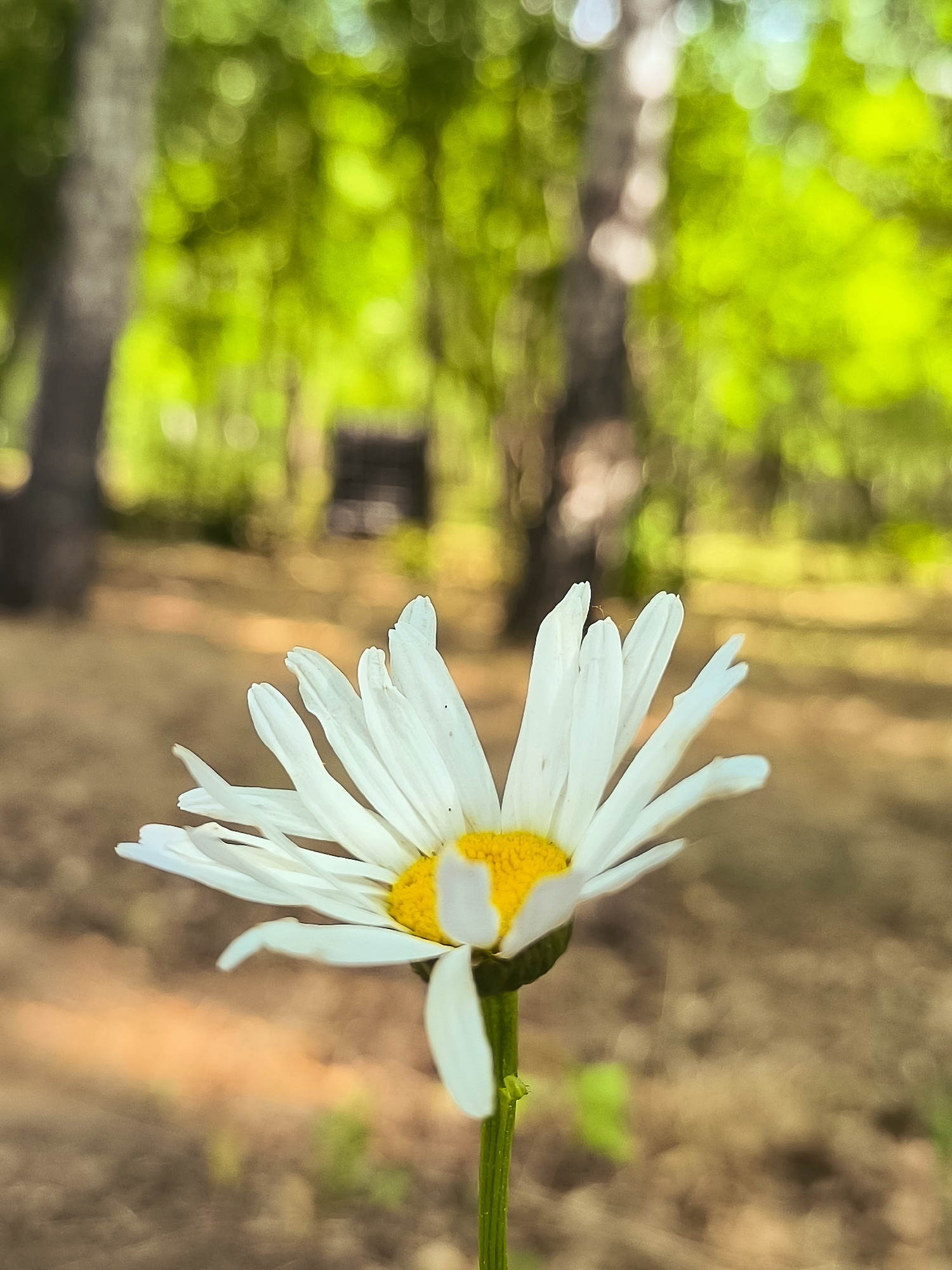 A close-up shot shows a white daisy with a yellow center in the foreground, its petals slightly bent outwards. The flower is on a green stem. The background is blurred with dappled sunlight filtering through green foliage. In the middle ground, a dark, rectangular structure, possibly a bench or a planter, is visible. Tree trunks, some with light bark and others with darker bark, are also visible in the blurred background. The ground appears to be covered in dry leaves and dirt. The image captures a natural outdoor setting, likely a park or garden area within Qarağandı city administration, Kazakhstan. There are no people or animals visible in the frame.