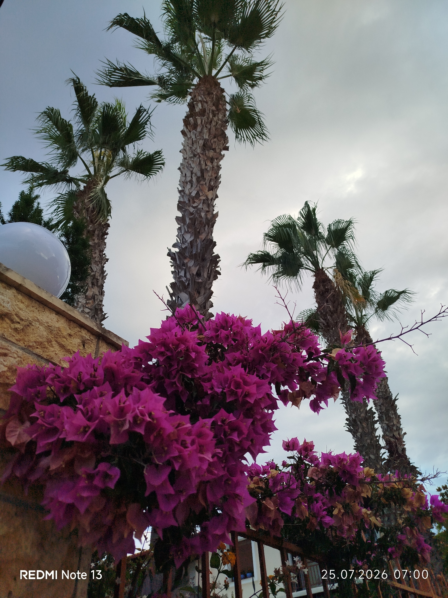 A low-angle shot captures a cluster of vibrant magenta bougainvillea flowers in the foreground, with their delicate petals cascading over a weathered metal fence. Behind the flowers, the rough, textured trunks of several palm trees rise towards a cloudy sky. To the left, a portion of a stone wall is visible, topped with a large, spherical white light fixture. The image is watermarked with "REDMI Note 13" on the bottom left and "25.07.2026 07:00" on the bottom right. This scene is consistent with the natural flora and architecture found in Sithonia Municipal Unit, Greece, suggesting a daytime setting in a Mediterranean environment.