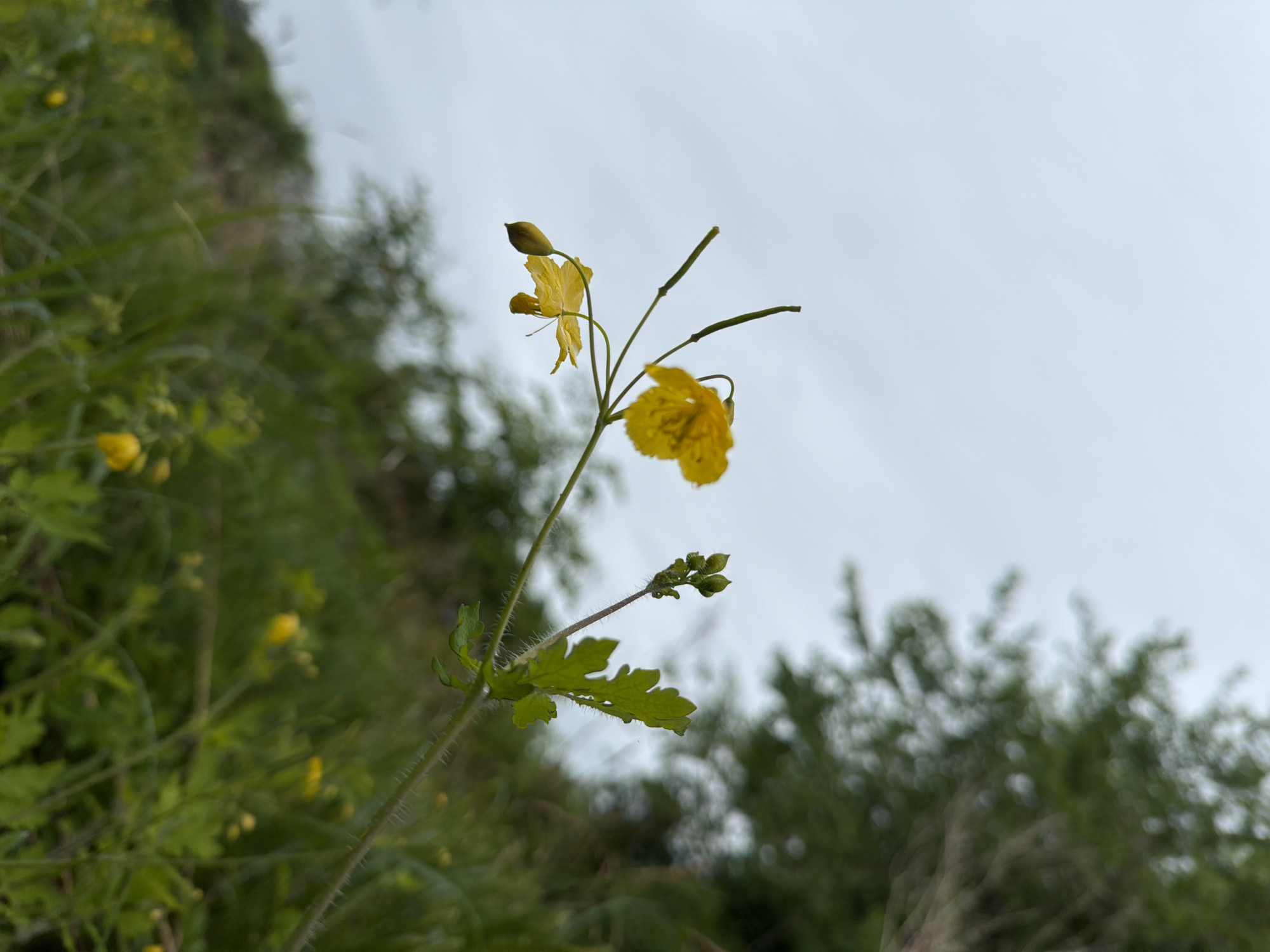 The image depicts a close-up, low-angle view of a plant featuring two yellow flowers, several unopened buds, and green, lobed leaves. One prominent yellow flower is fully open, displaying its petals and stamens, while another is partially open or a developing bud. Multiple smaller, closed buds are visible on delicate stems. The main stem of the plant exhibits fine hairs. In the immediate background and lower foreground, a blurred expanse of green ground cover, consisting of grass and small plants, is visible, with additional small yellow flowers scattered within it. The upper right and mid-ground portions of the image show a significantly blurred mass of green foliage, indicative of trees or dense bushes. The upper left and central background are dominated by an overcast, light grey sky. The scene is illuminated by soft, diffused natural light, characteristic of an overcast day. No human subjects or man-made structures are discernible. The depicted environment is outdoors, within the city of Pronkino, Russia.