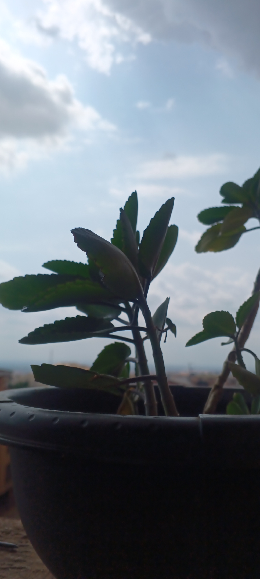 A close-up shot displays a Kalanchoe pinnata plant, commonly called the miracle leaf, thriving in a dark plastic pot. The plant's leaves are distinctly jagged and vibrant green, partially obscuring a view of a cityscape in the distance. Above the city, the sky is visible, featuring a light blue color with scattered white clouds. This image appears to be taken in Onitsha, Nigeria based on the information given.