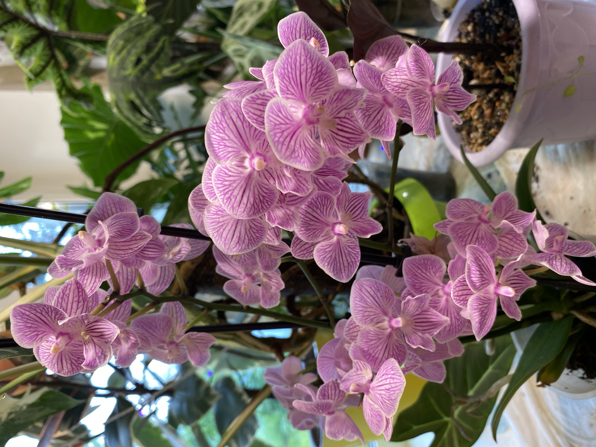 This is a close-up, eye-level, vertical shot of a cluster of Phalaenopsis orchids with delicate pink and white striped petals. The orchids are in bloom, with many flowers arranged on multiple stems. They are housed in a light purple pot filled with dark potting mix. The background consists of other houseplants, including a large-leafed plant and a variegated plant, with diffused natural light suggesting an indoor setting. There are no people or animals visible in the image. The scene appears to be an indoor plant display. The provided location of Borovichi, Russia, cannot be verified from the visual information alone.