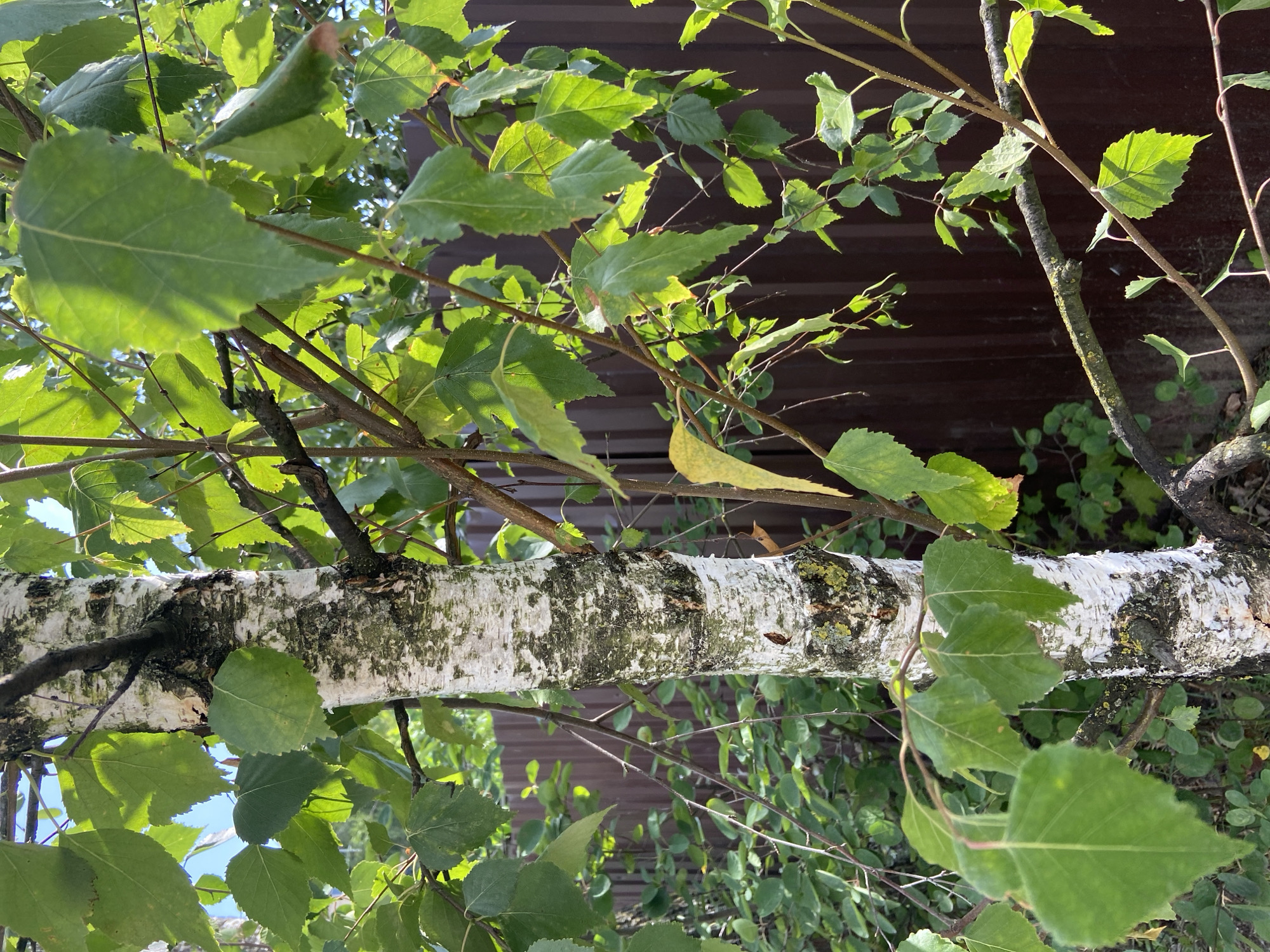 The image shows a close-up of a birch tree trunk with white, peeling bark and green leaves. In the background, there is a brown corrugated metal fence and dense green foliage. The lighting suggests it is daytime with sunlight filtering through the leaves, creating dappled shadows. The scene appears to be in a yard or garden area, possibly in Balashikha, Russia, given the context. There are no people or animals visible in the image. The focus is on the natural elements of the tree and its surrounding vegetation, with the man-made fence serving as a backdrop.