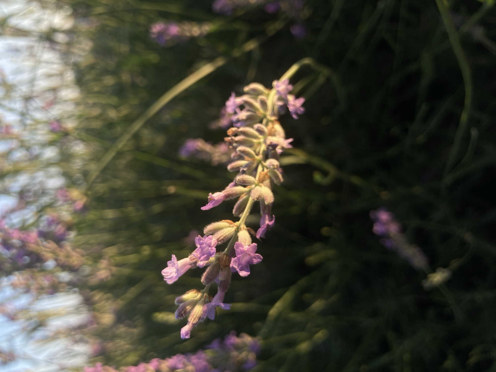 The image depicts a close-up view of lavender flowers bathed in soft, golden sunlight. The flowers are clustered on a stem, with delicate purple petals and fuzzy buds. The background is a blur of green foliage and hints of the sky, suggesting an outdoor setting, likely a field or garden. There are no people or specific urban elements visible that would indicate a location within the city of Balâ, Turkey. The focus is on the natural beauty of the lavender plants.