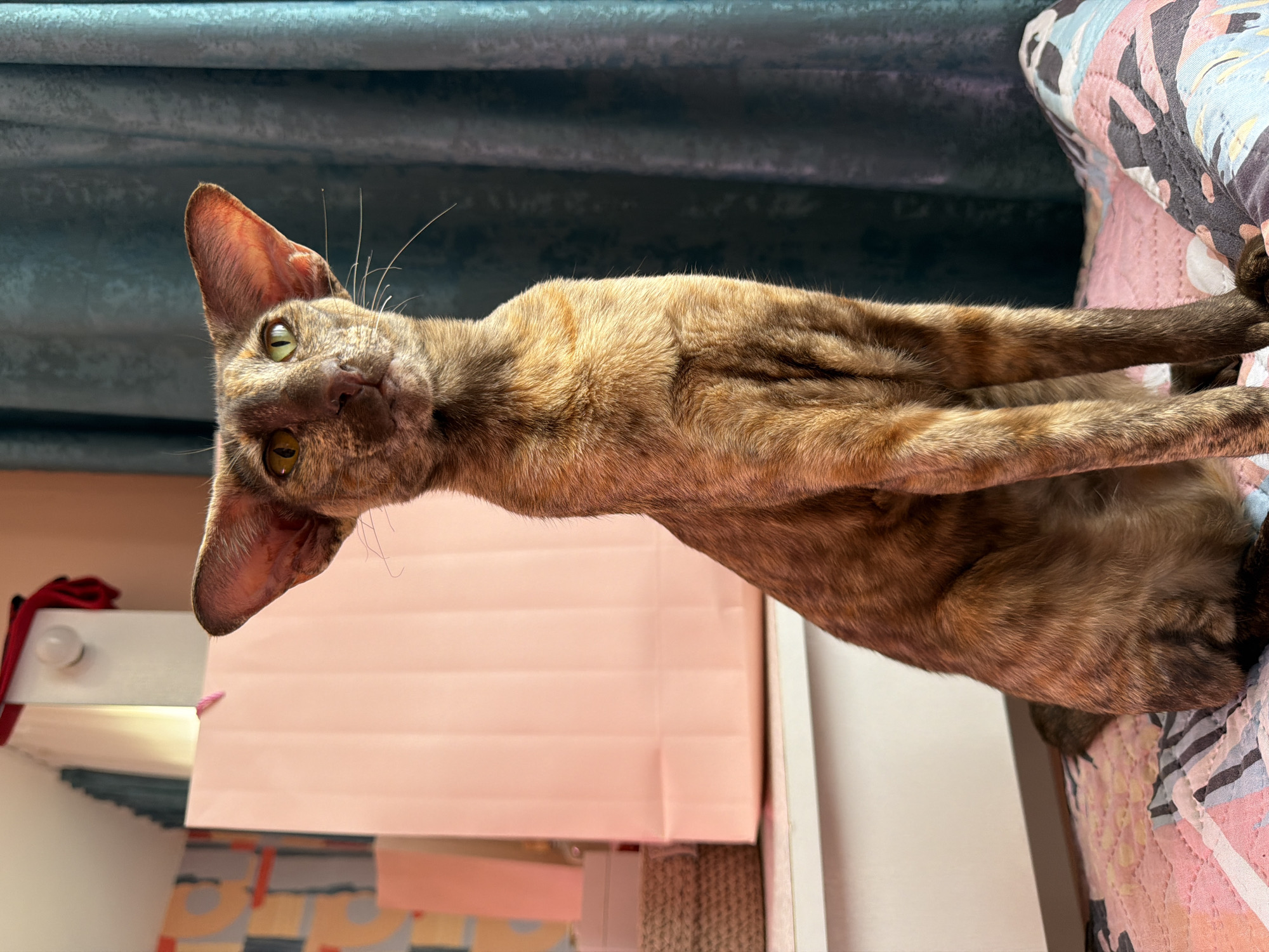 A tortoiseshell oriental cat with large ears sits upright on a patterned blanket. The cat is facing the camera with green eyes and is illuminated by warm light. Behind the cat, a light pink paper gift bag is visible on a white shelf. To the left of the gift bag, there is a woven basket and a portion of a patterned wall. A teal curtain hangs on the right side of the image. The scene appears to be indoors, likely a domestic setting in the city of Chaikovsky, Russia.